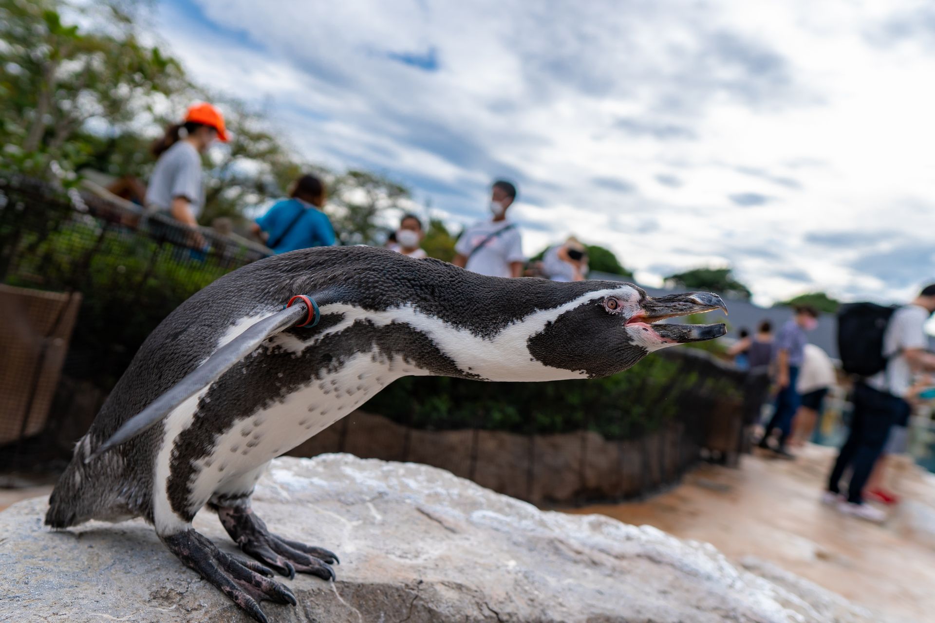 フンボルトペンギン