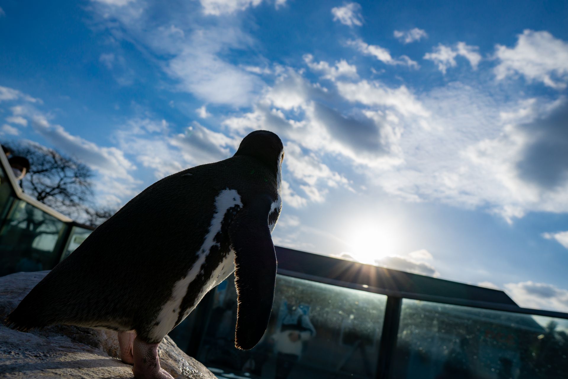 フンボルトペンギン