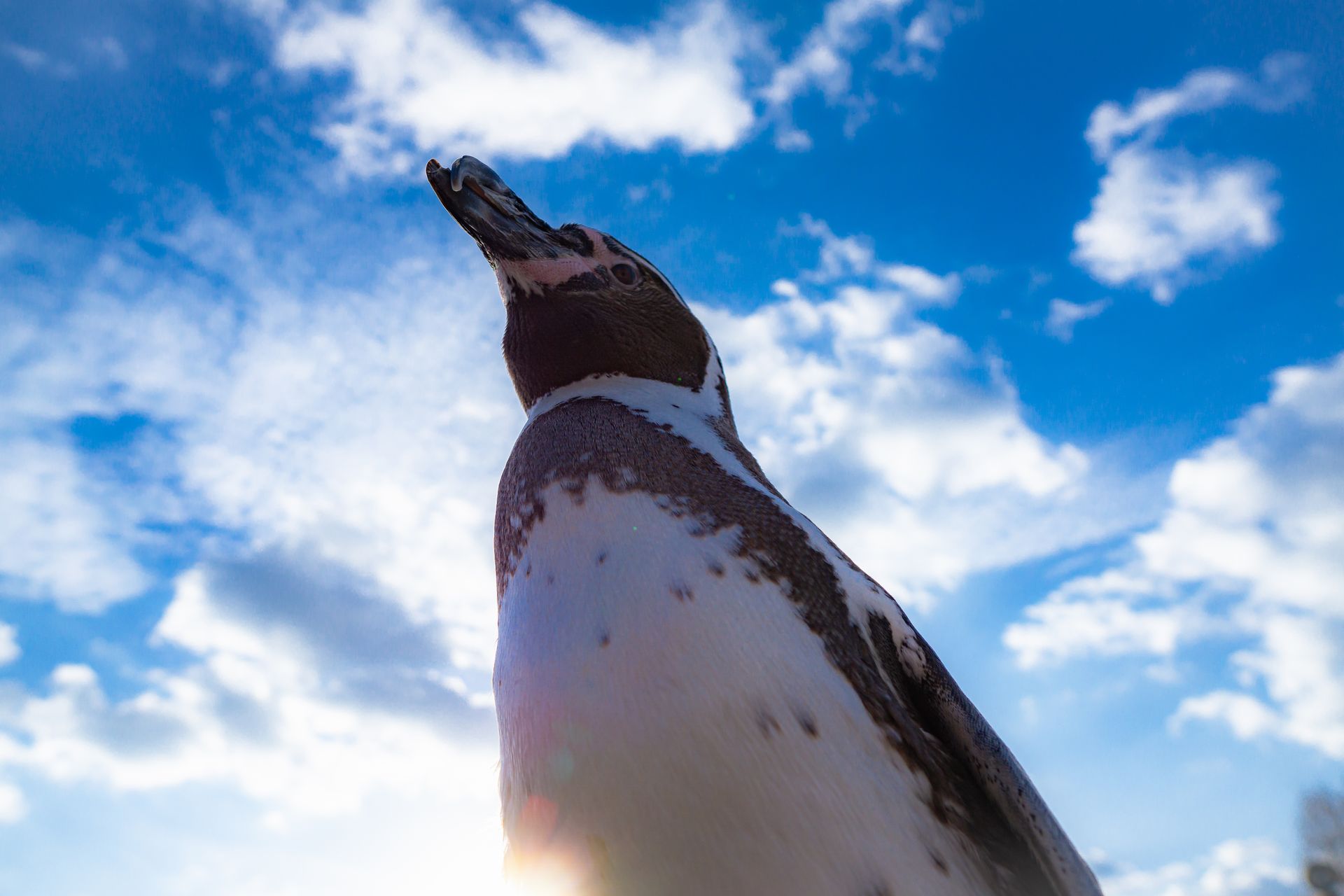 フンボルトペンギン