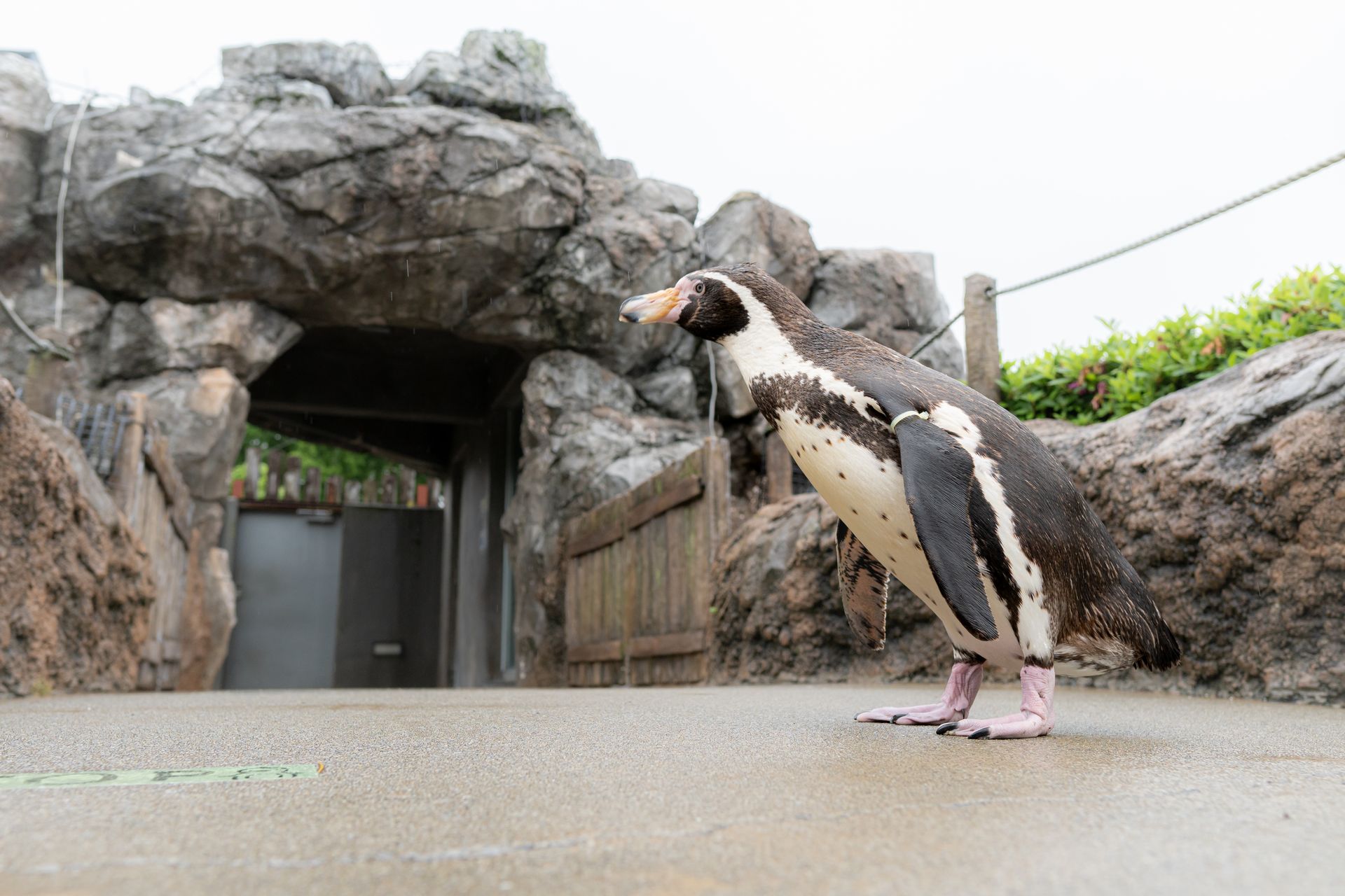 フンボルトペンギン