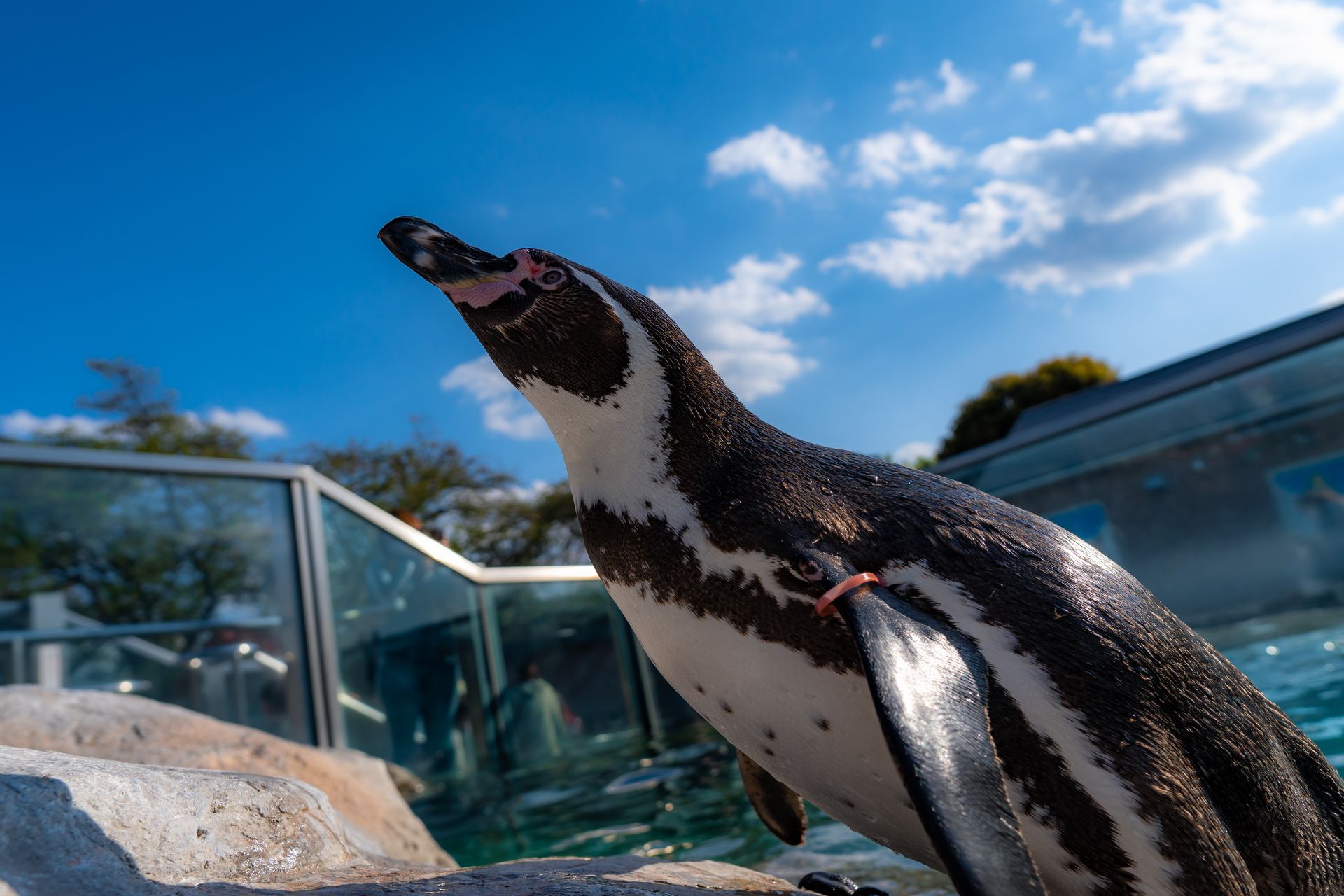 フンボルトペンギン