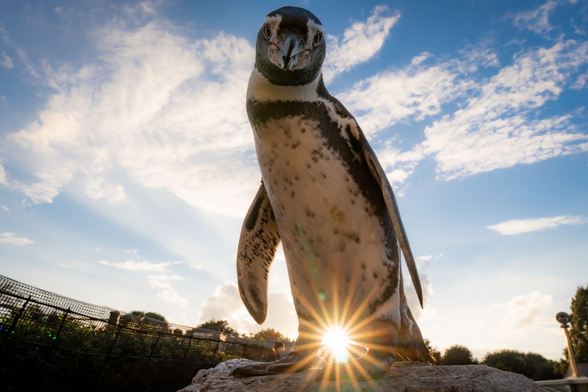 フンボルトペンギン