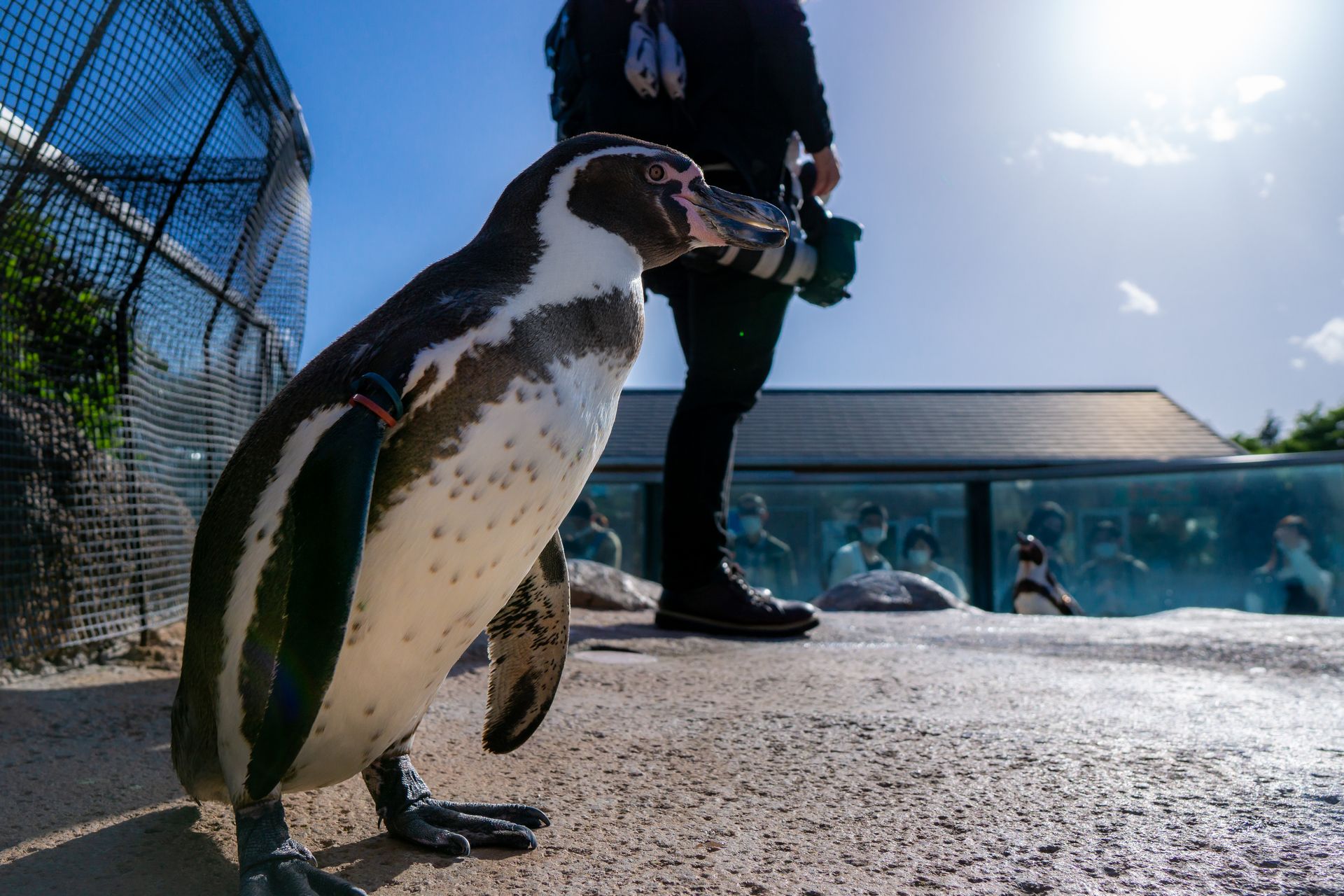 フンボルトペンギン