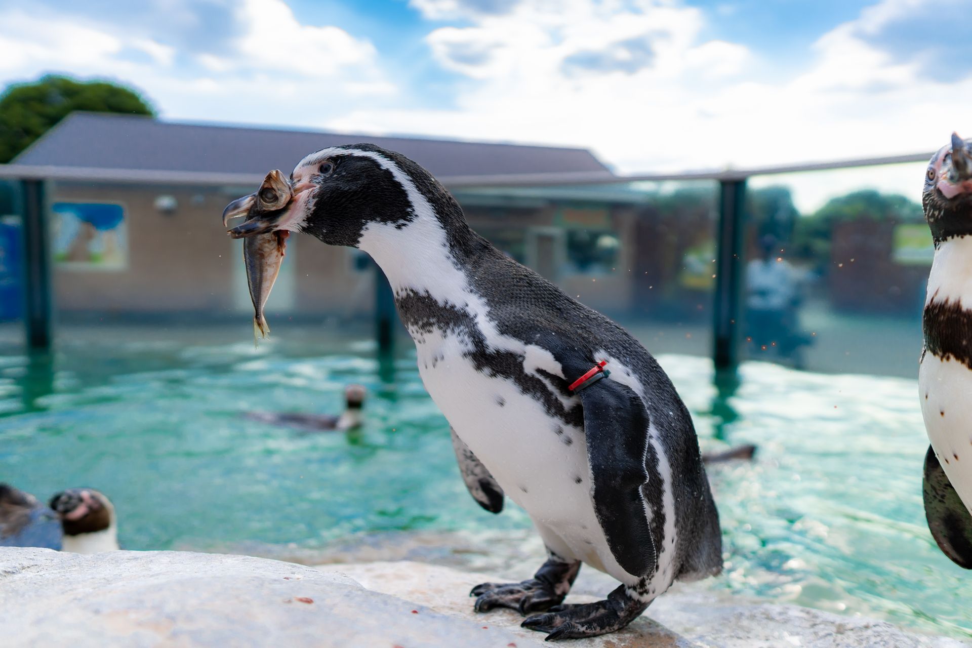 フンボルトペンギン