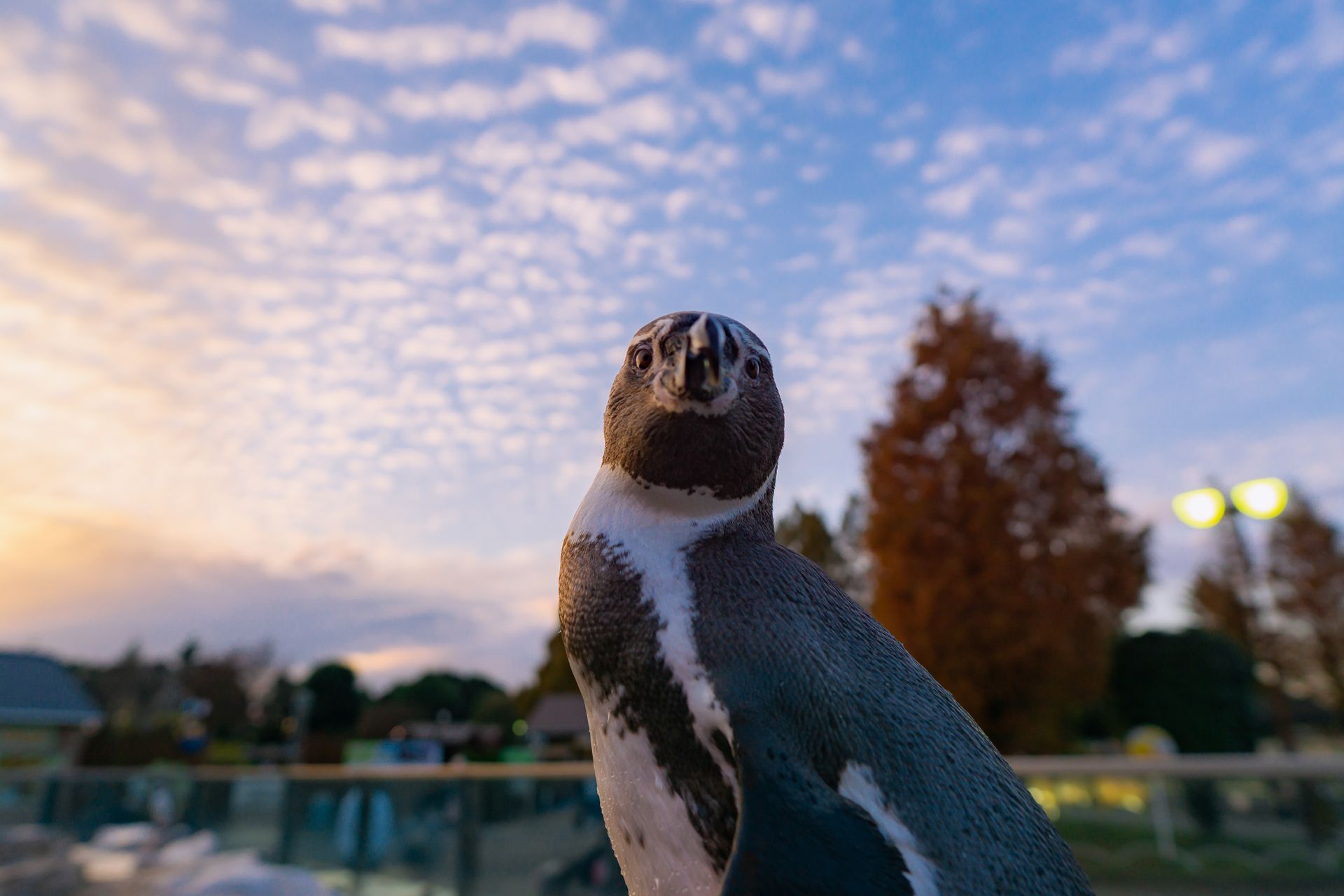 フンボルトペンギン