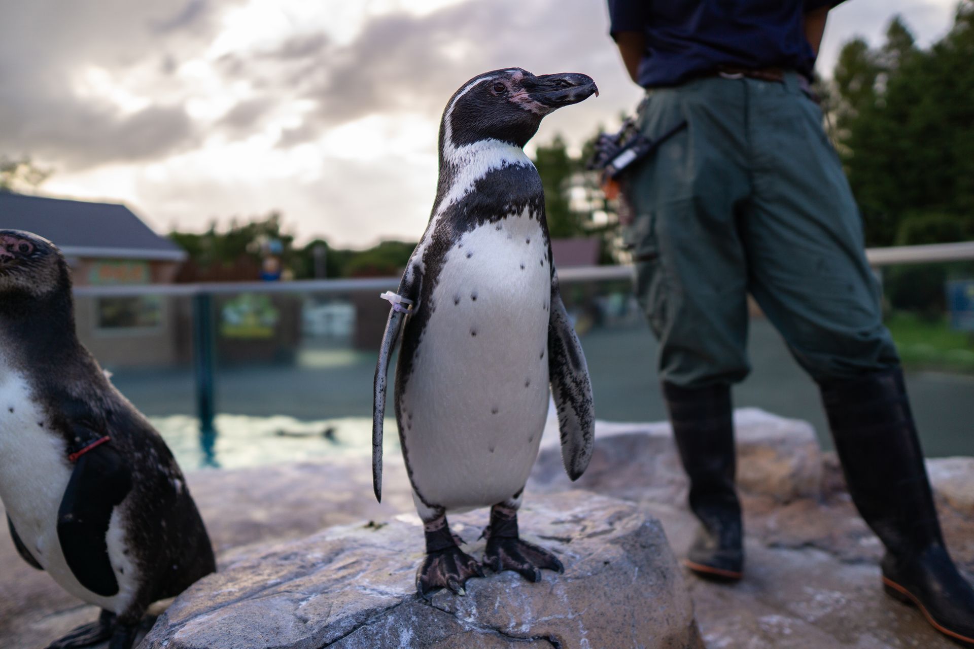 フンボルトペンギン