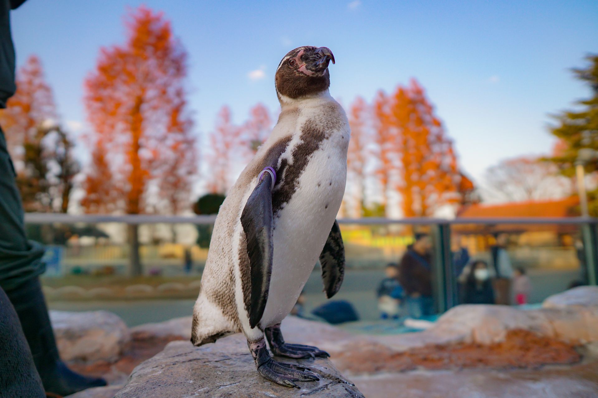 フンボルトペンギン