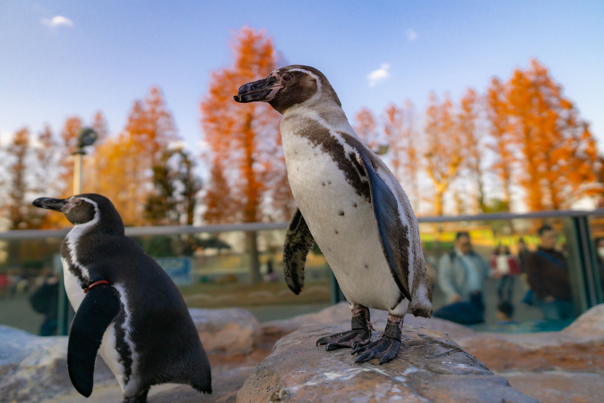 フンボルトペンギン