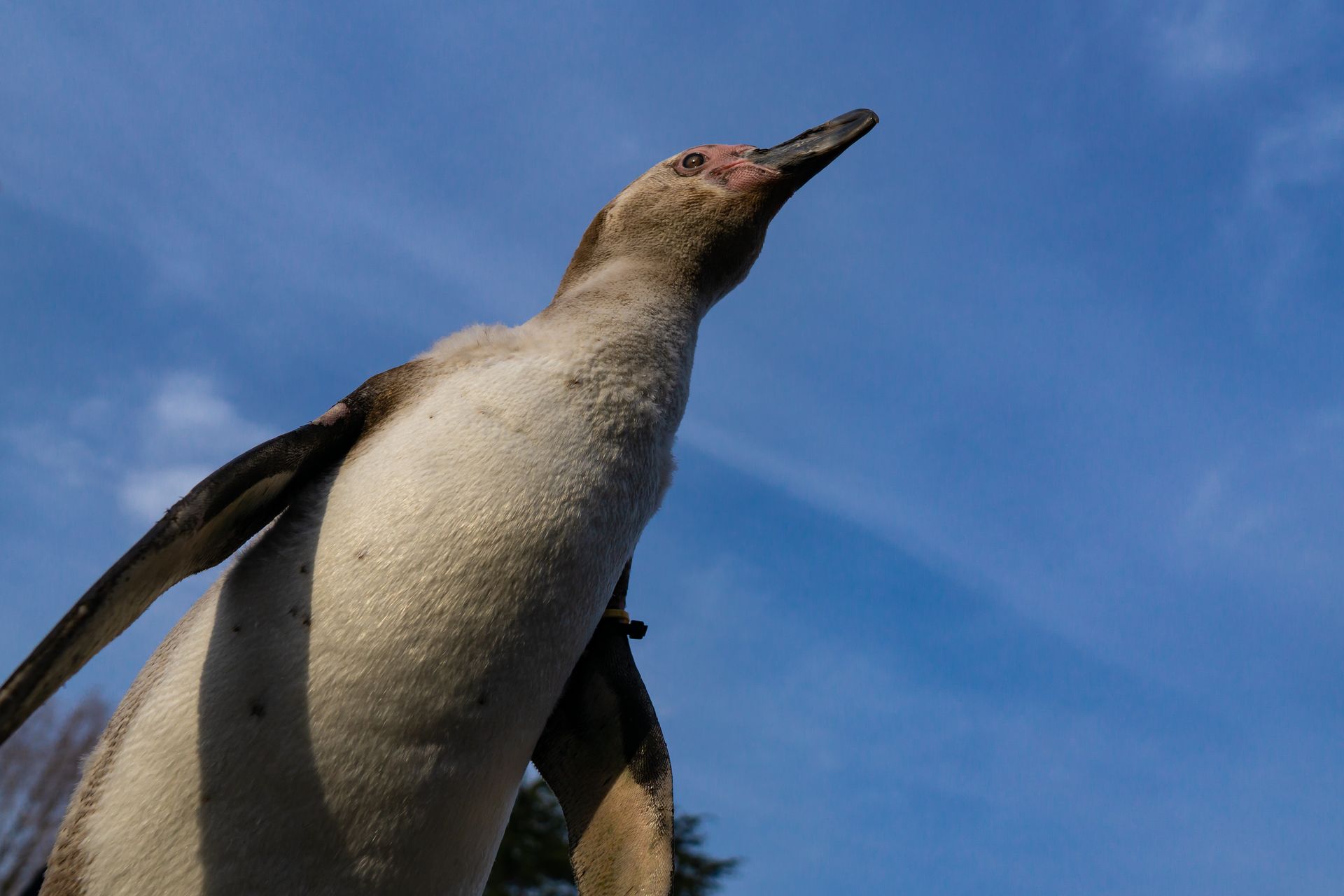 フンボルトペンギン