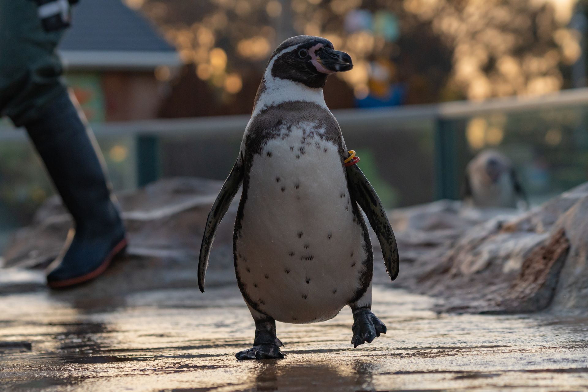 フンボルトペンギン