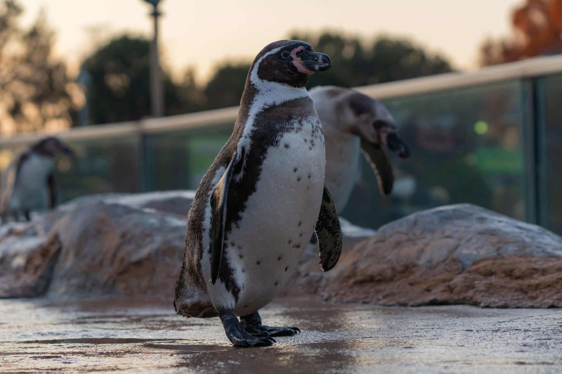 フンボルトペンギン