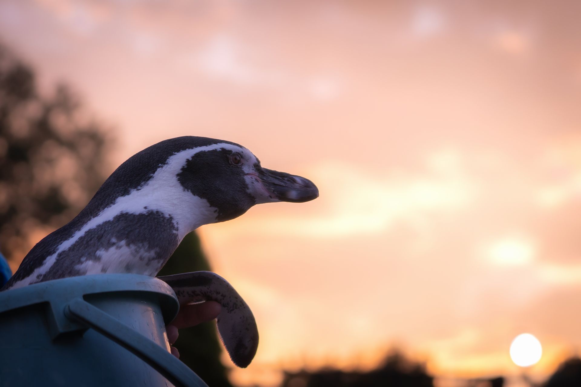 フンボルトペンギン