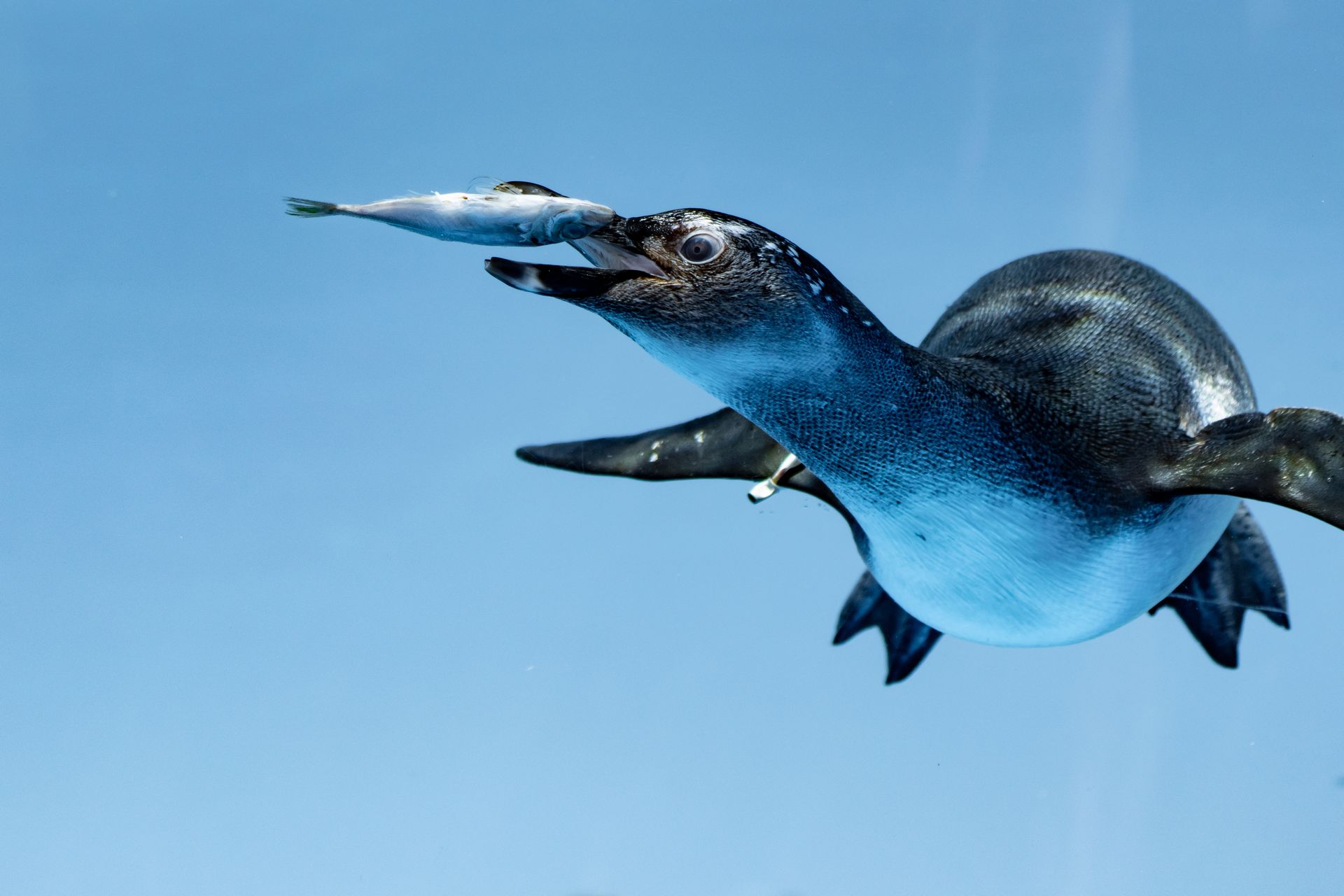 ケープペンギン