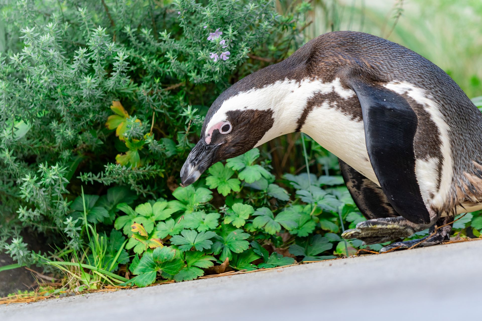 ケープペンギン