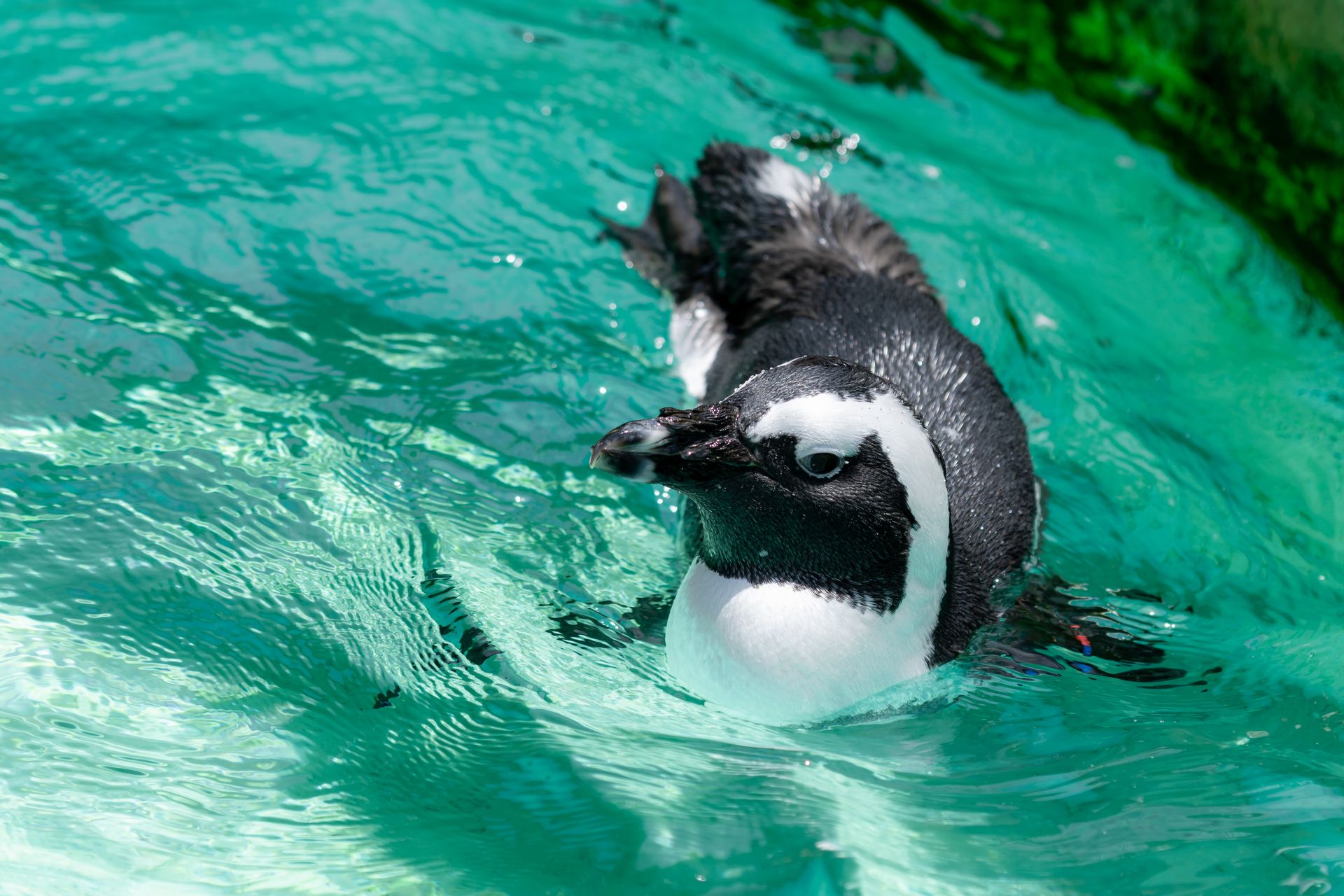 ケープペンギン