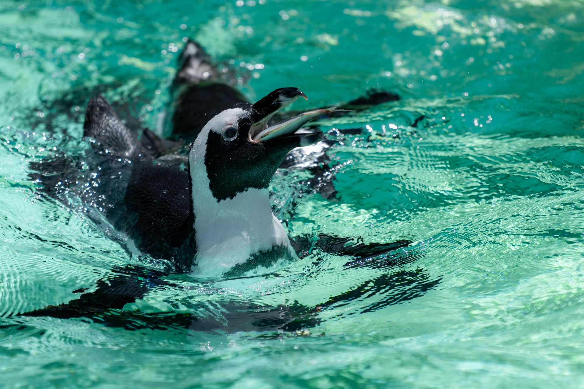 ケープペンギン