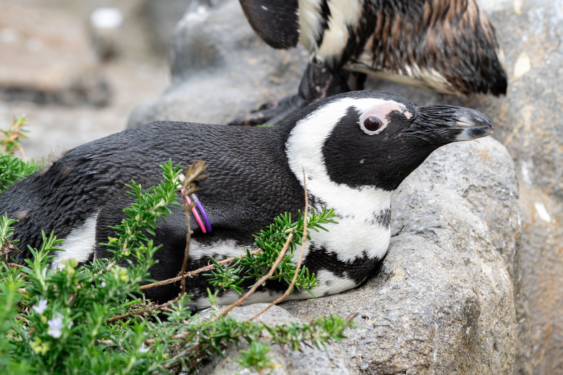 ケープペンギン