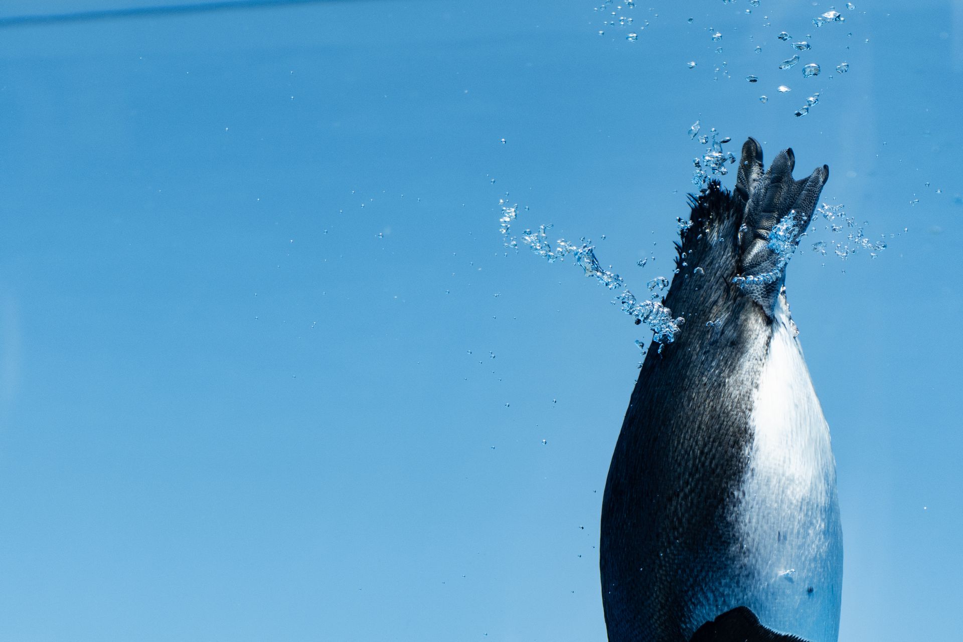 ケープペンギン