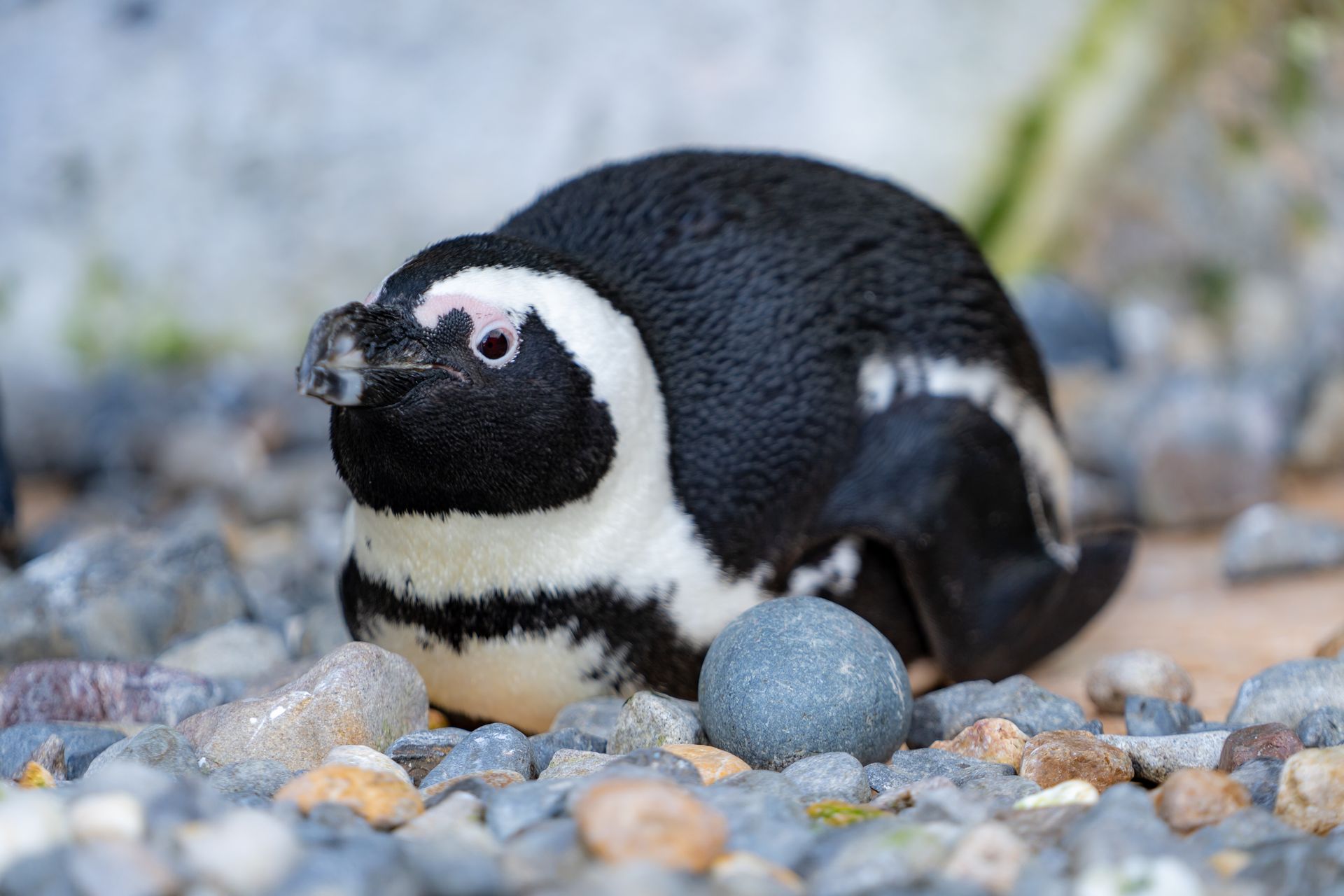 ケープペンギン