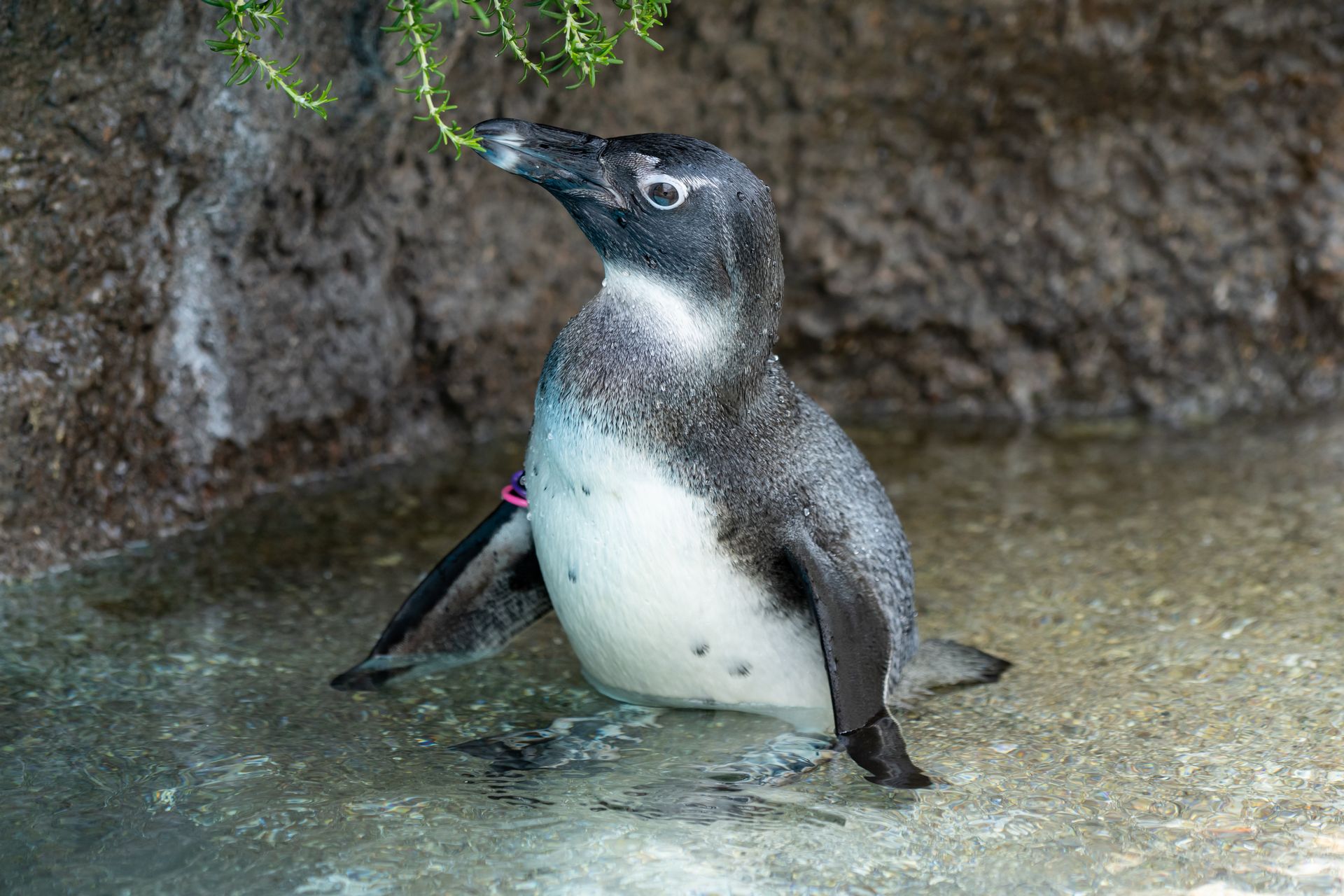 ケープペンギン