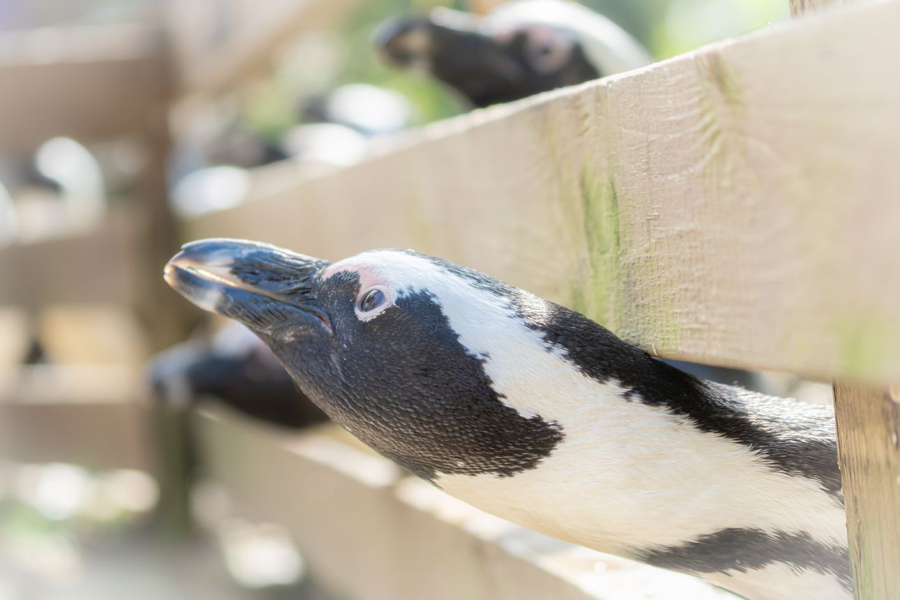 ケープペンギン