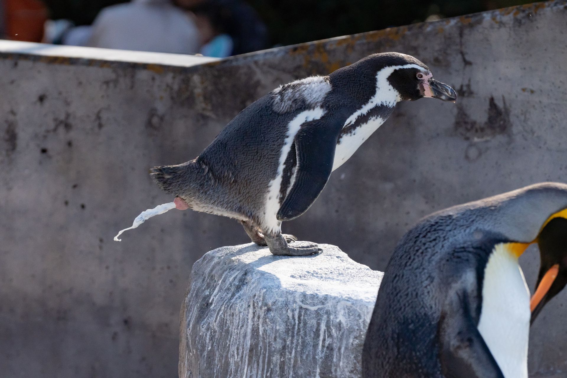 フンボルトペンギン