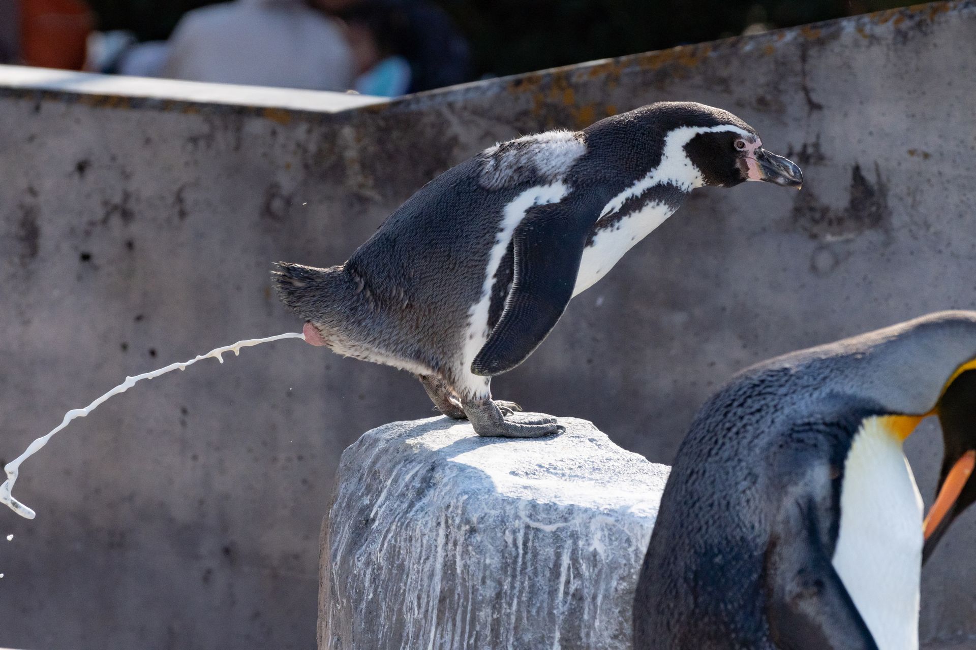 フンボルトペンギン