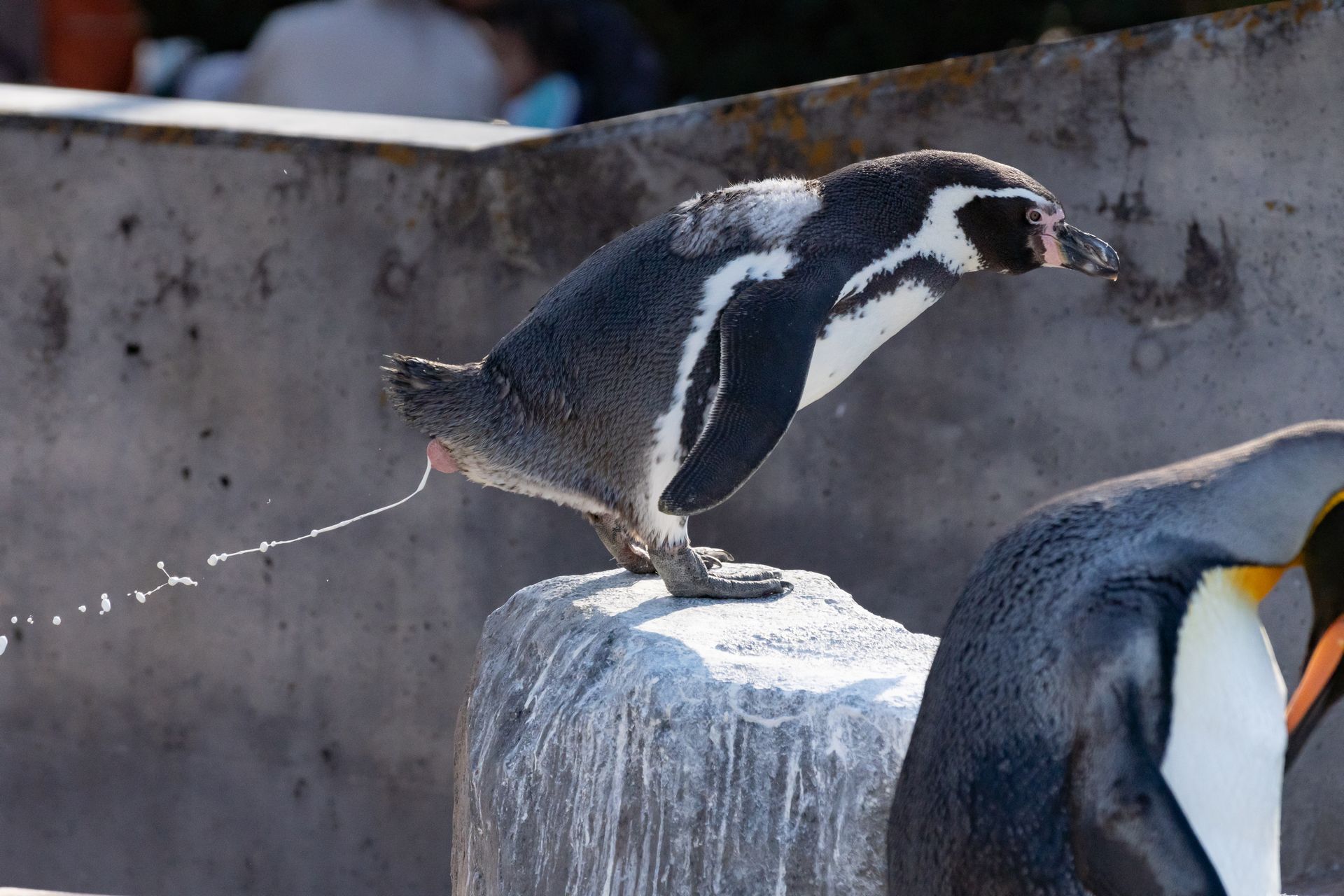 フンボルトペンギン