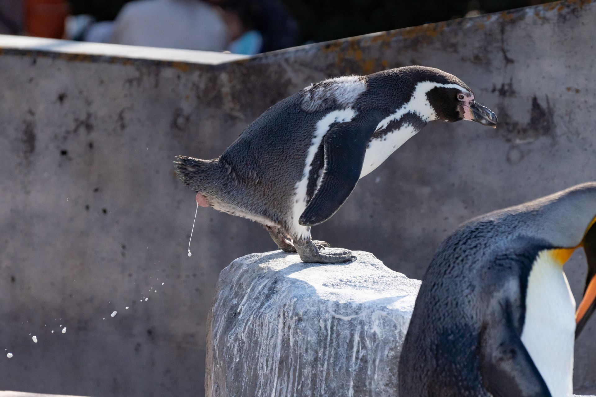 フンボルトペンギン