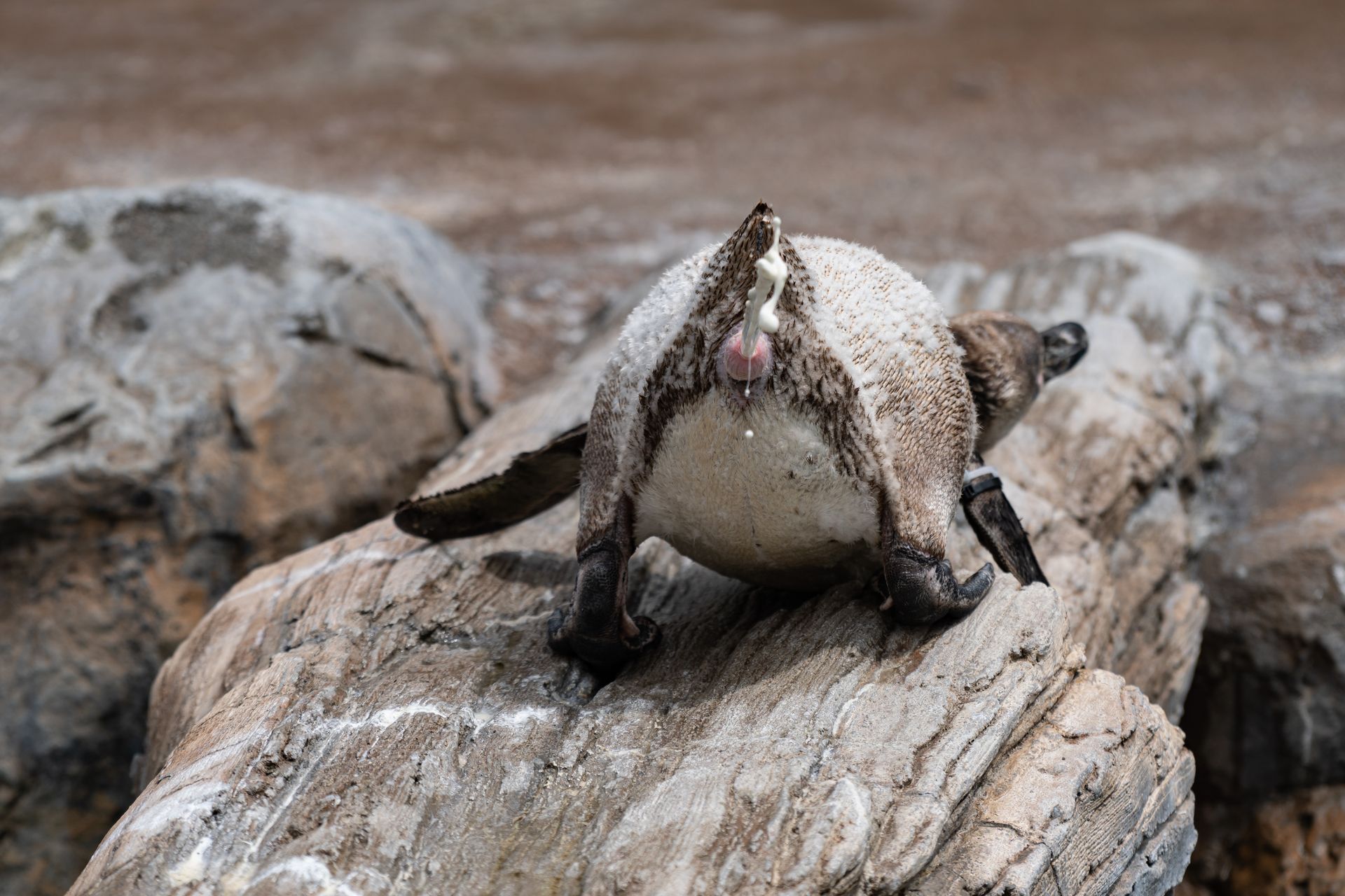 フンボルトペンギン