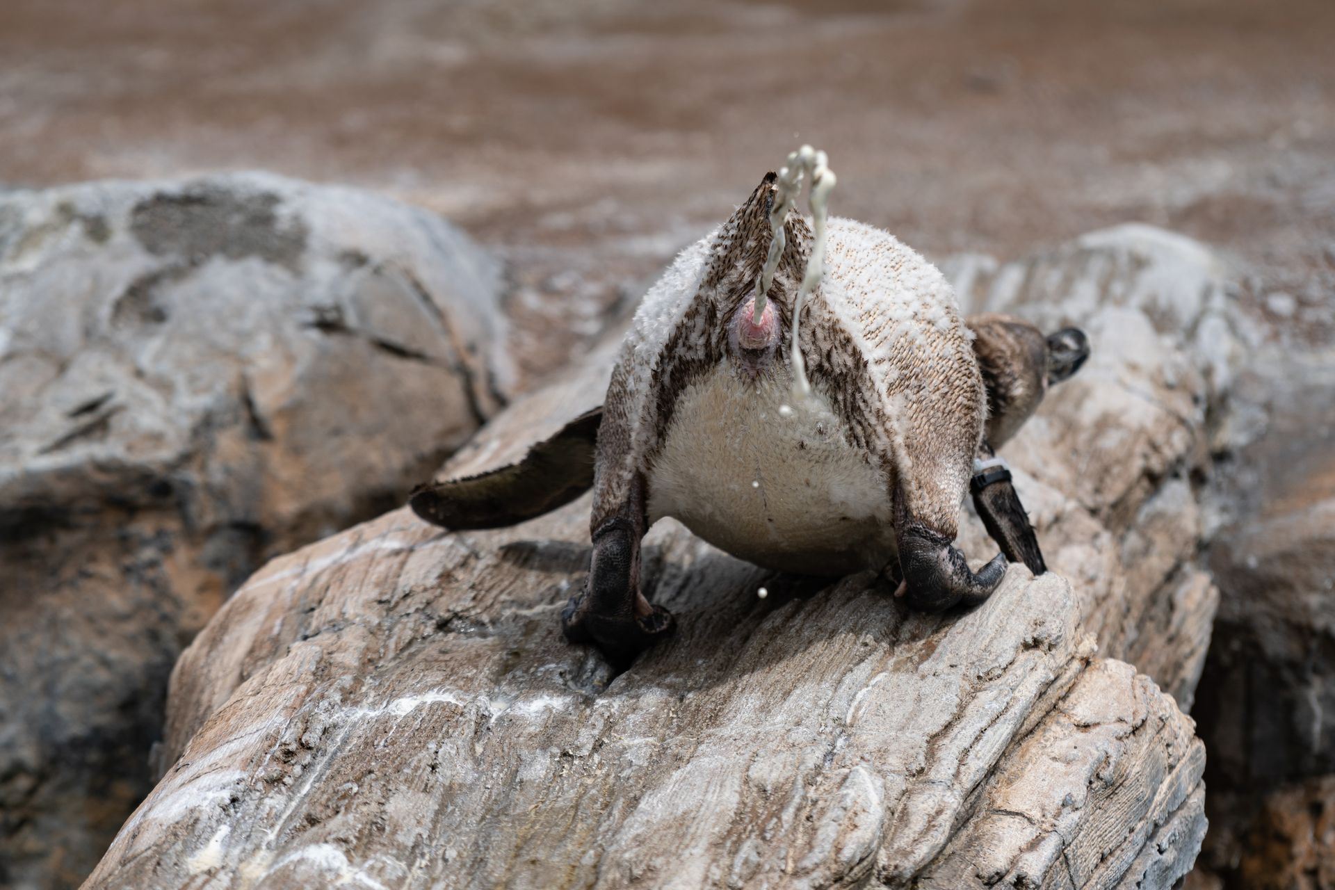 フンボルトペンギン