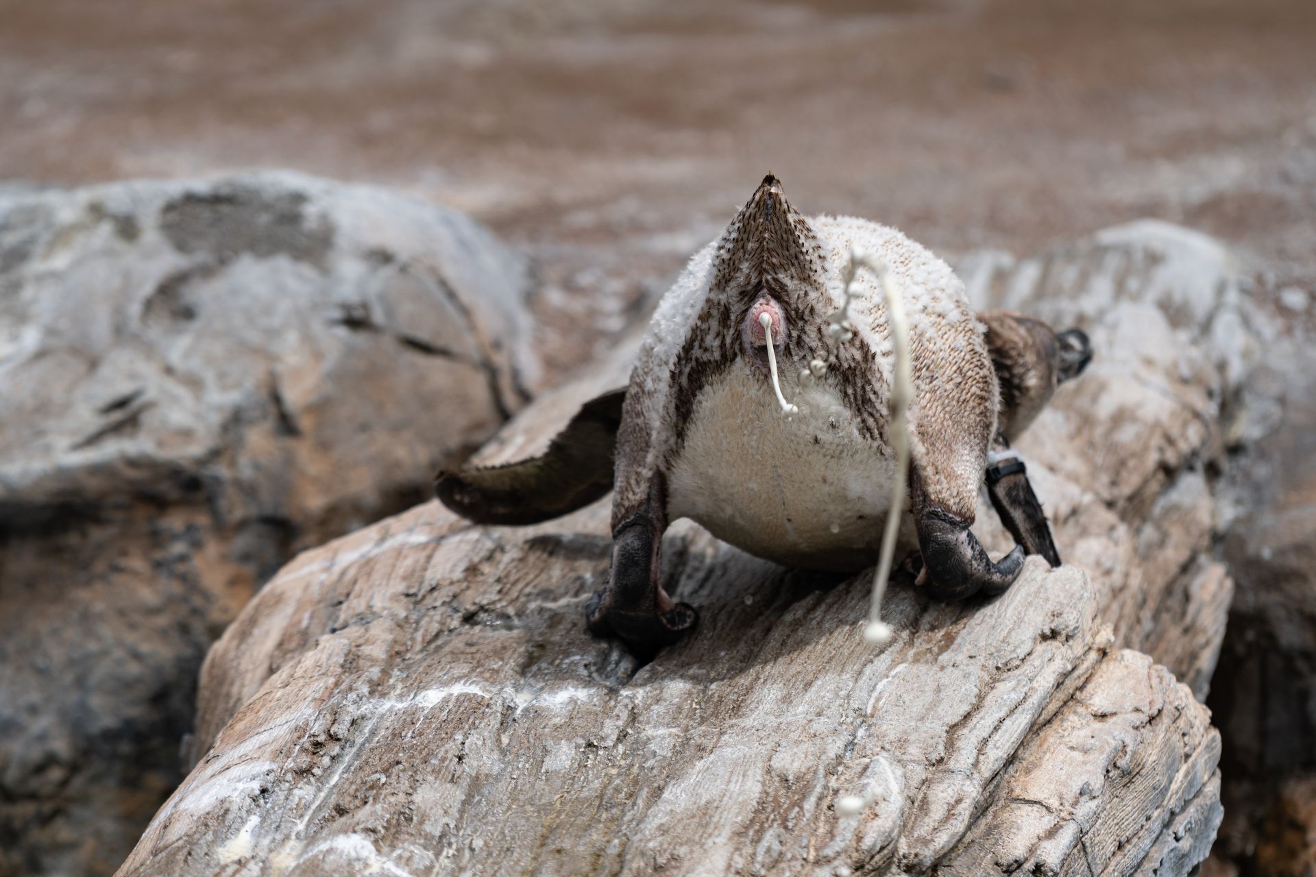 フンボルトペンギン