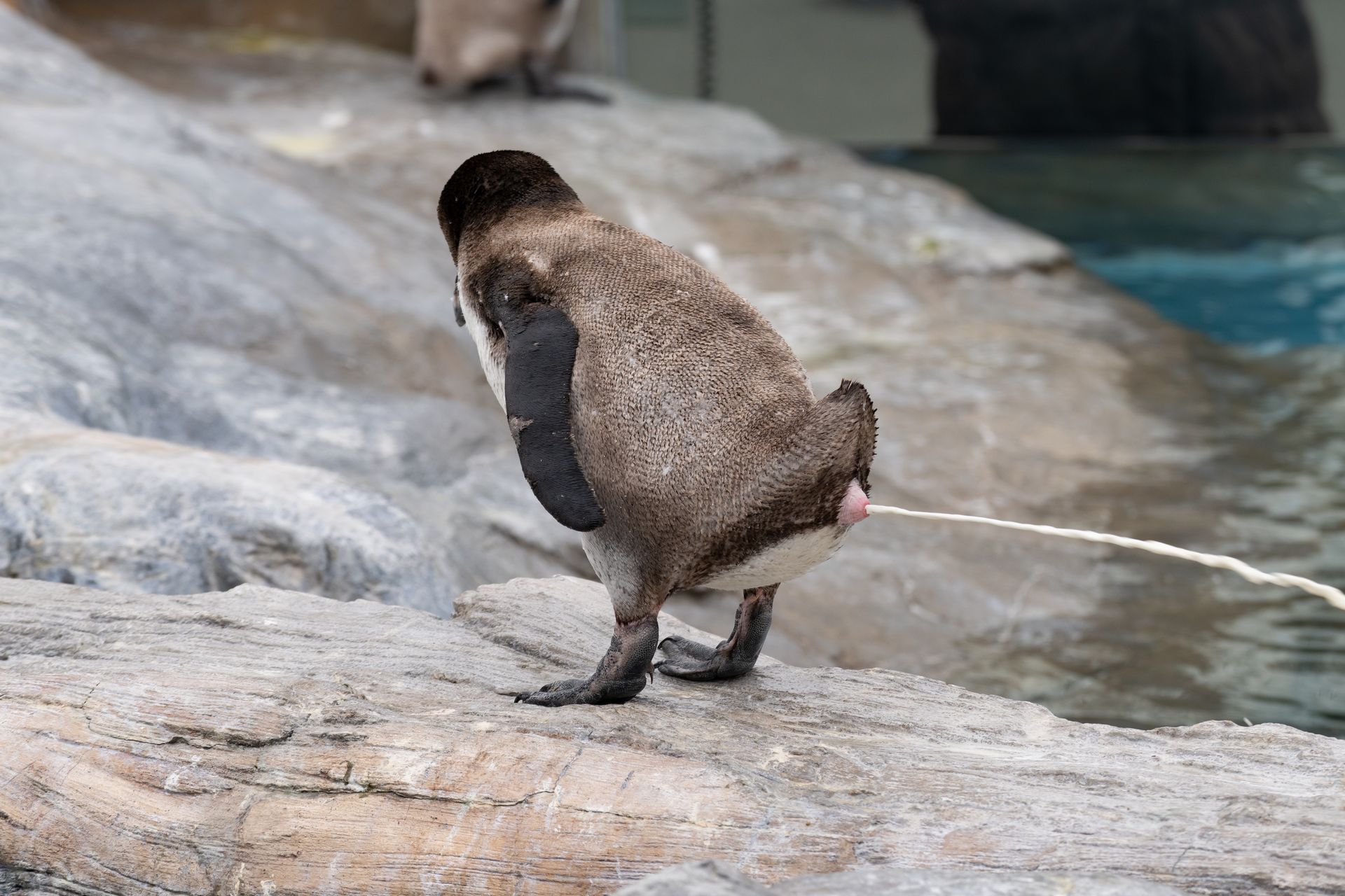 フンボルトペンギン