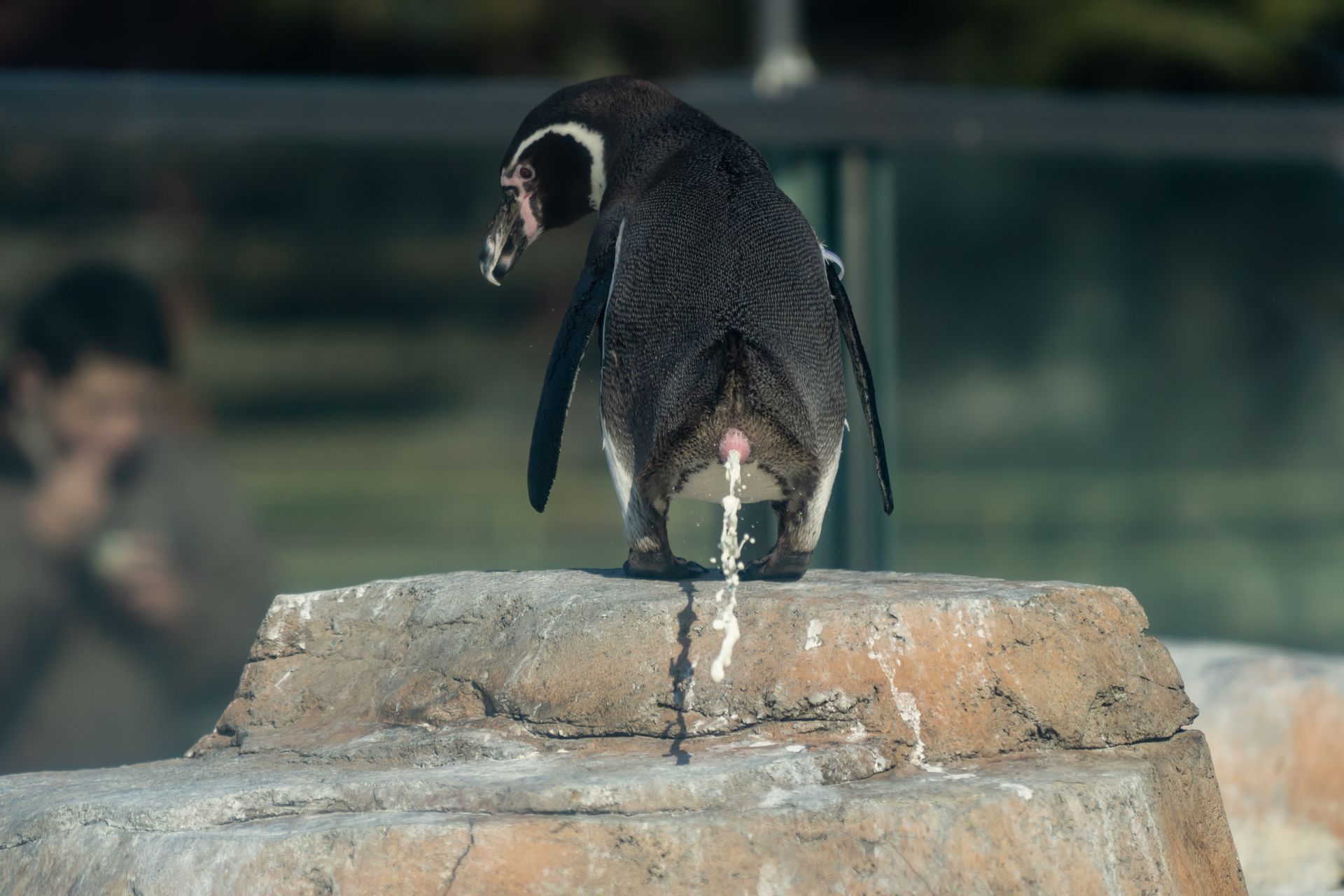 フンボルトペンギン