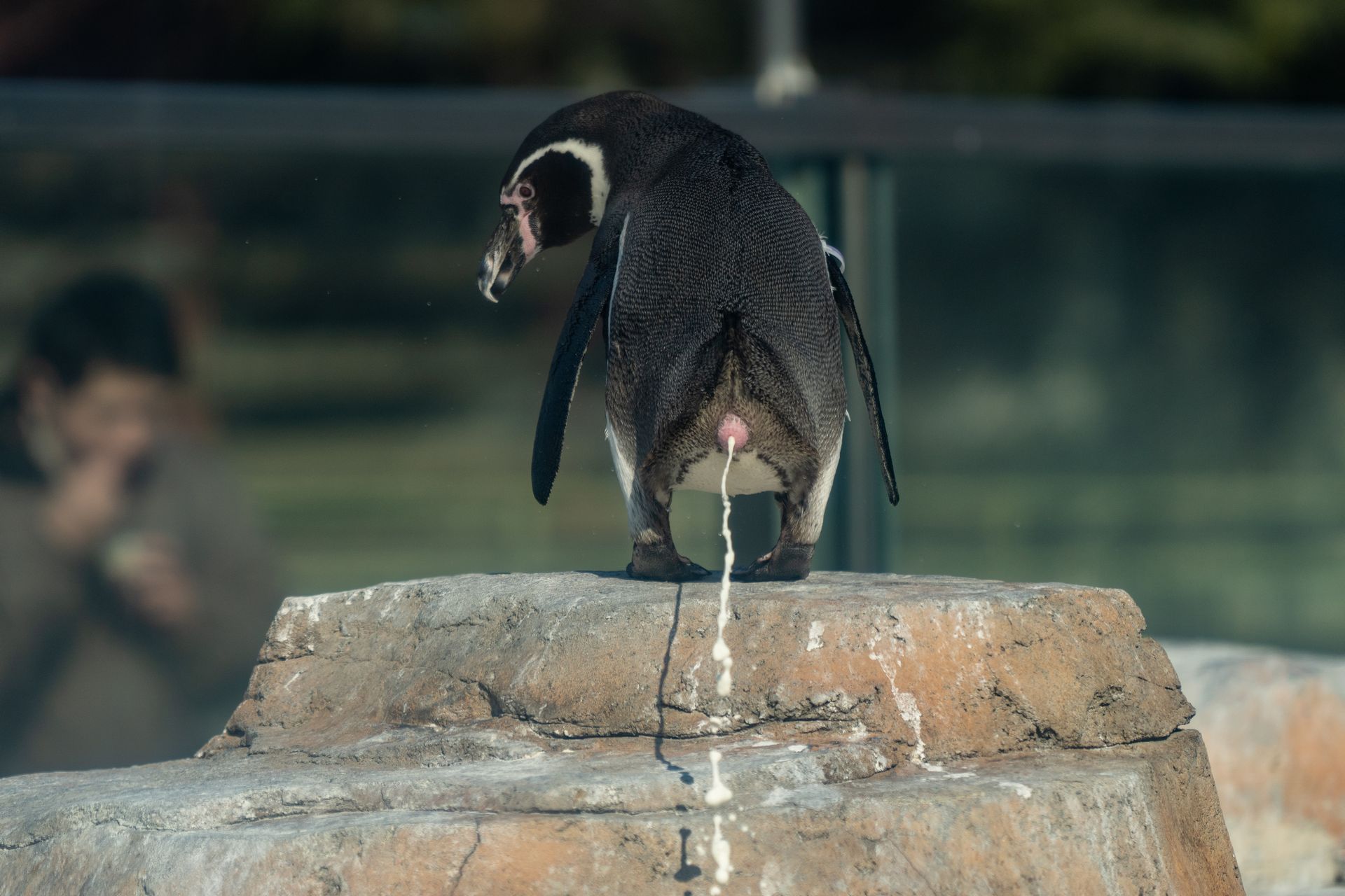 フンボルトペンギン