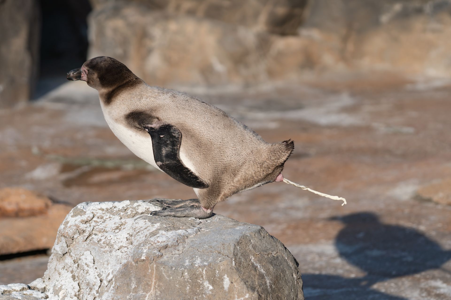 フンボルトペンギン