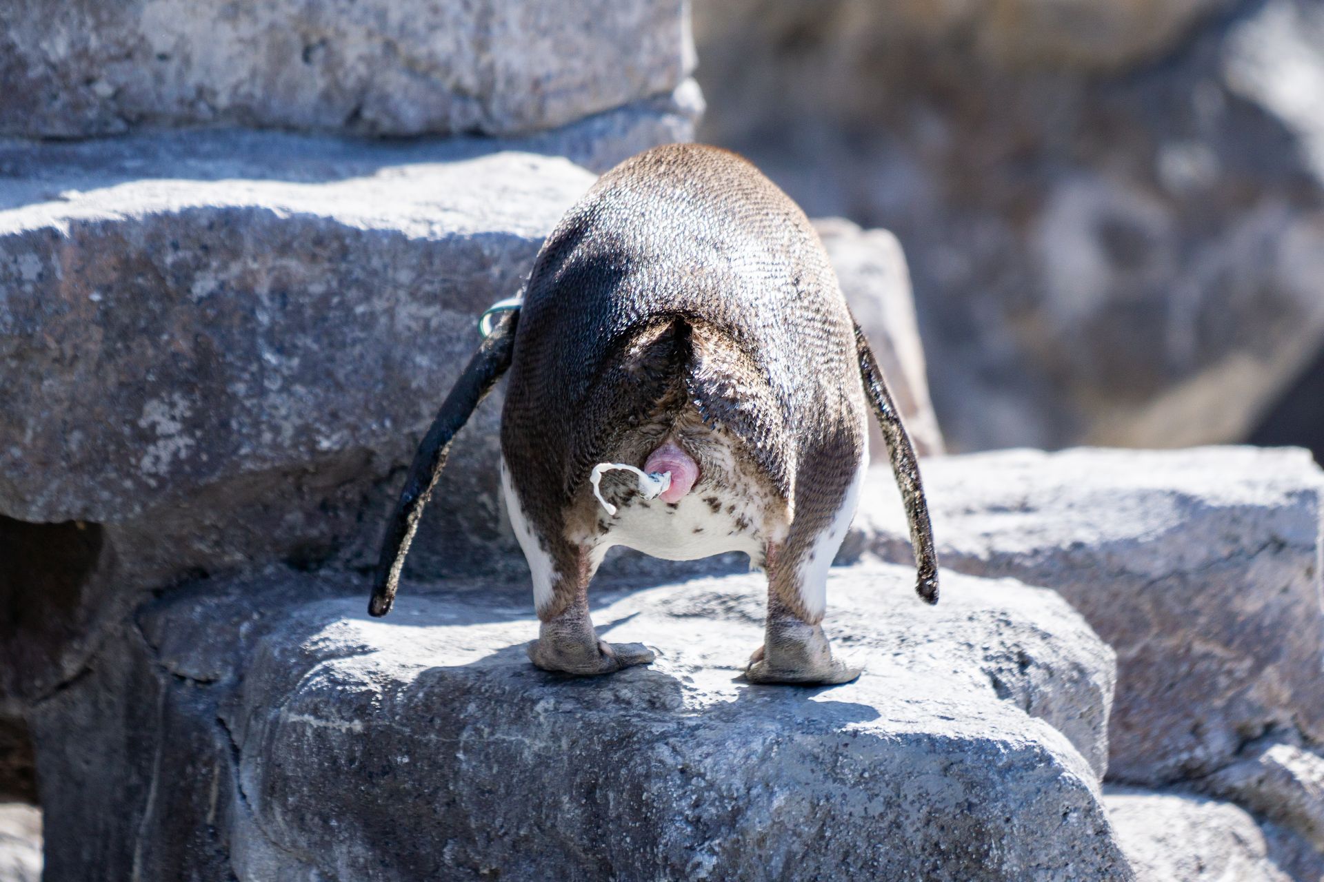 フンボルトペンギン