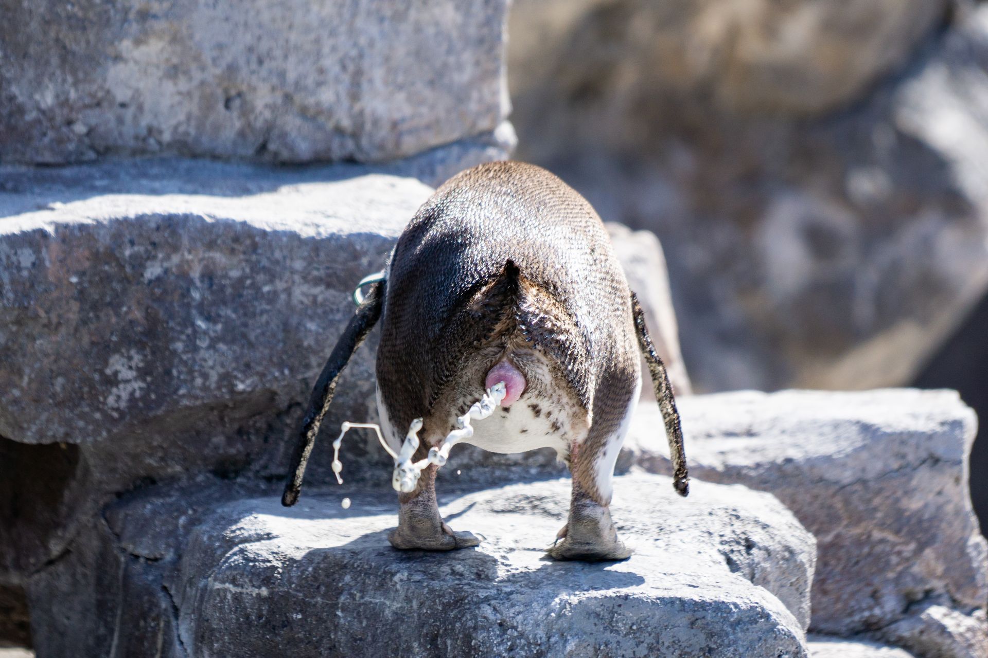 フンボルトペンギン