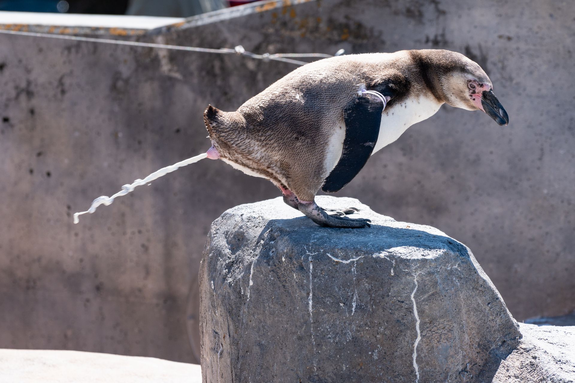 フンボルトペンギン