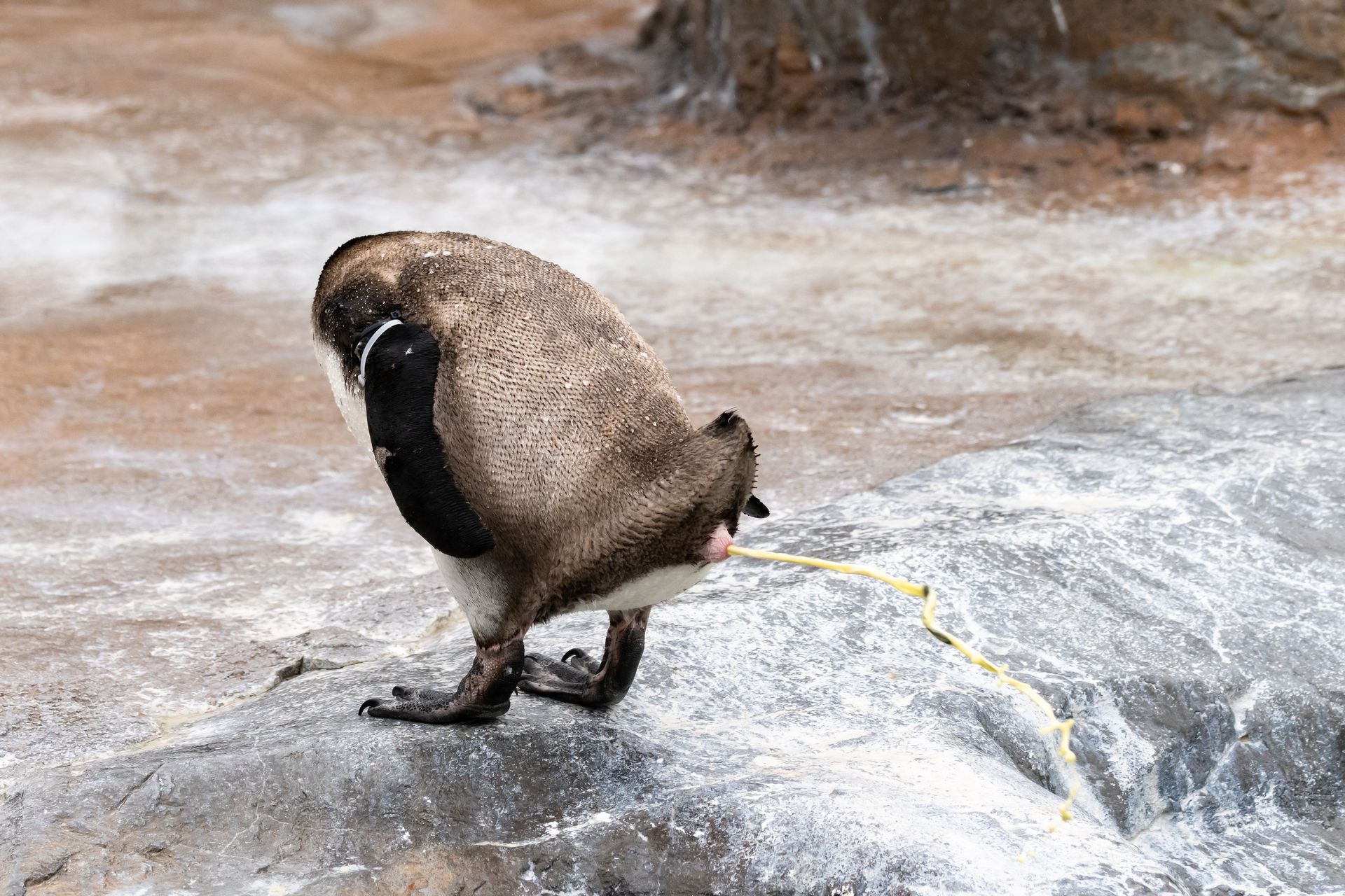 フンボルトペンギン