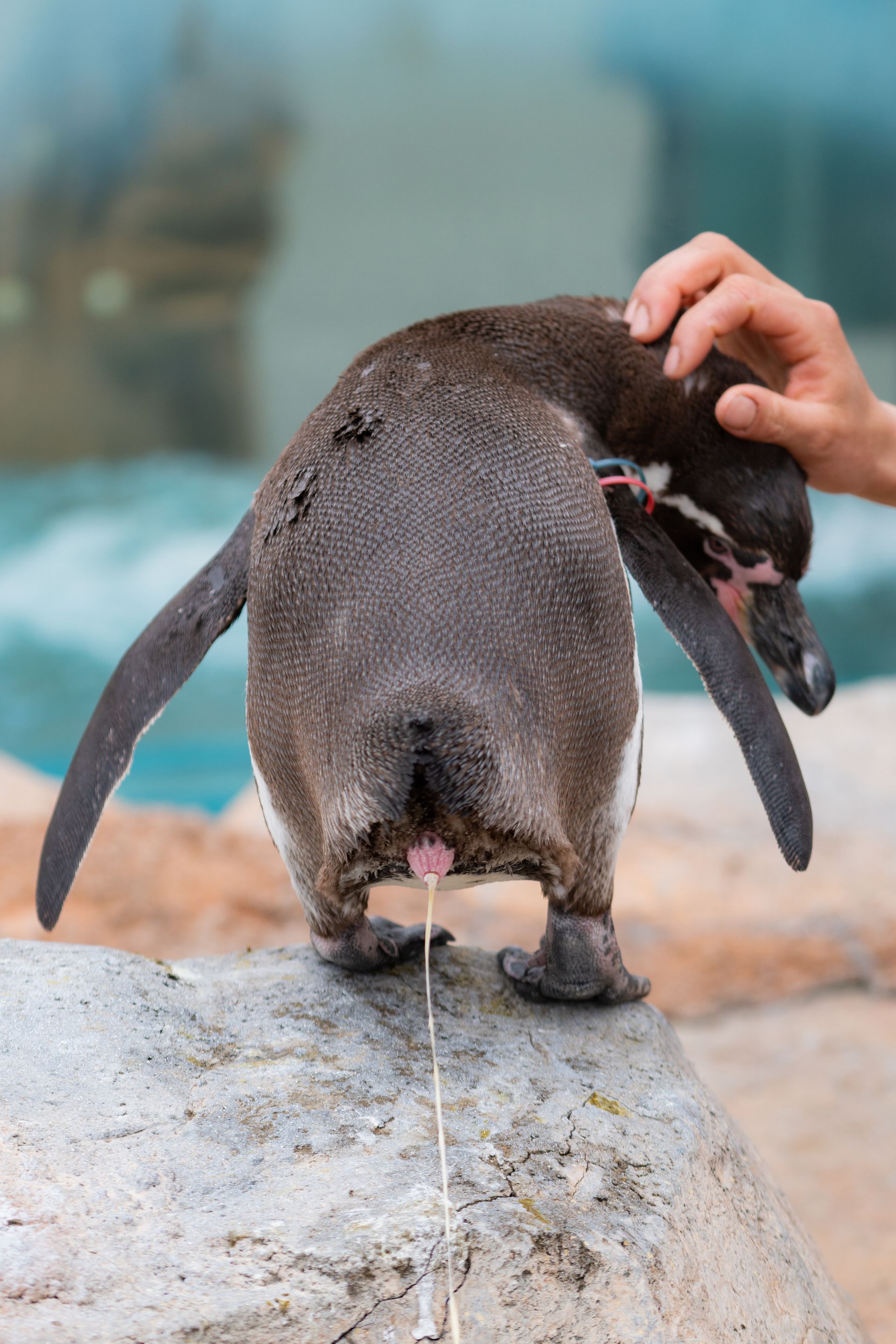 フンボルトペンギン