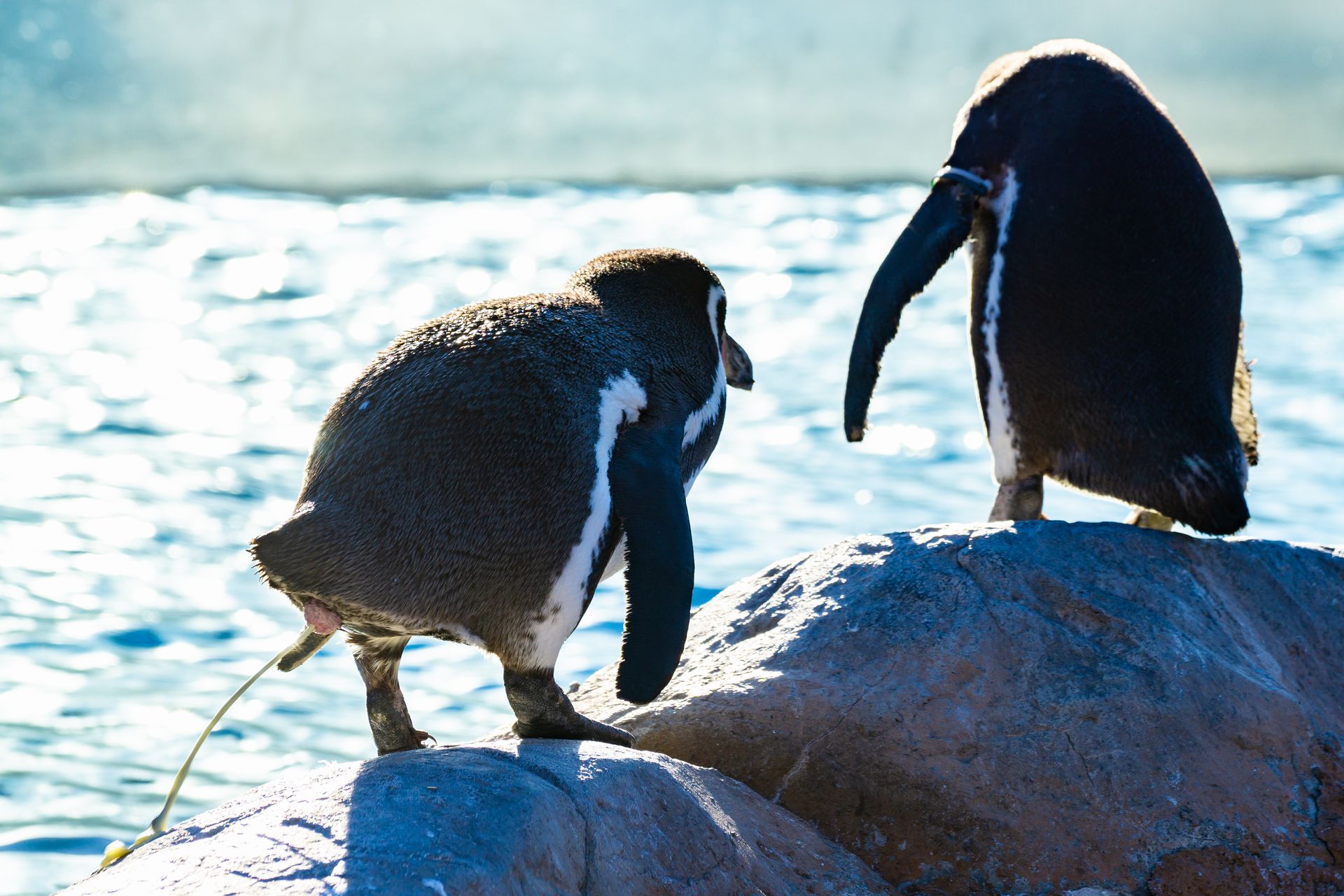 フンボルトペンギン