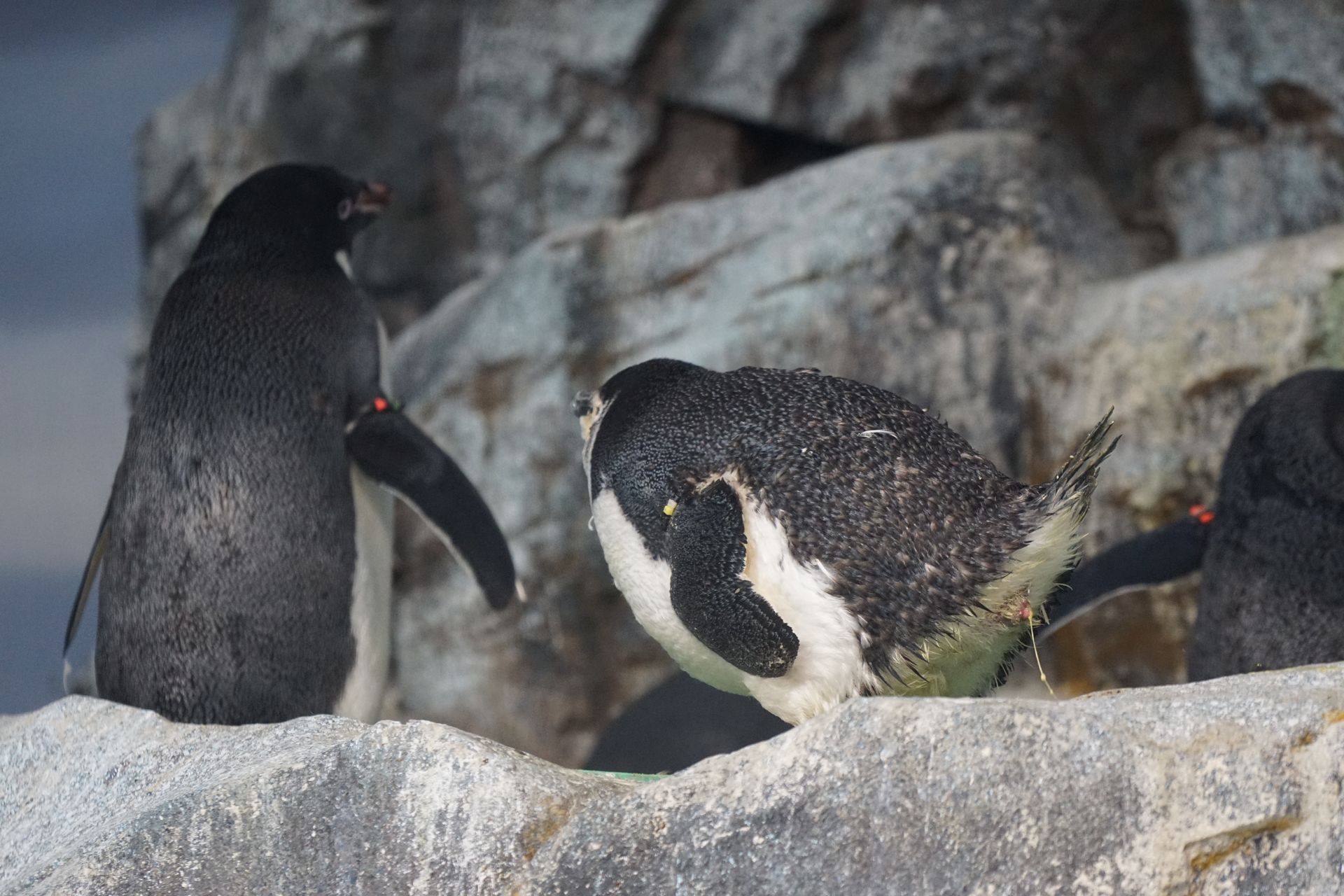 ヒゲペンギン