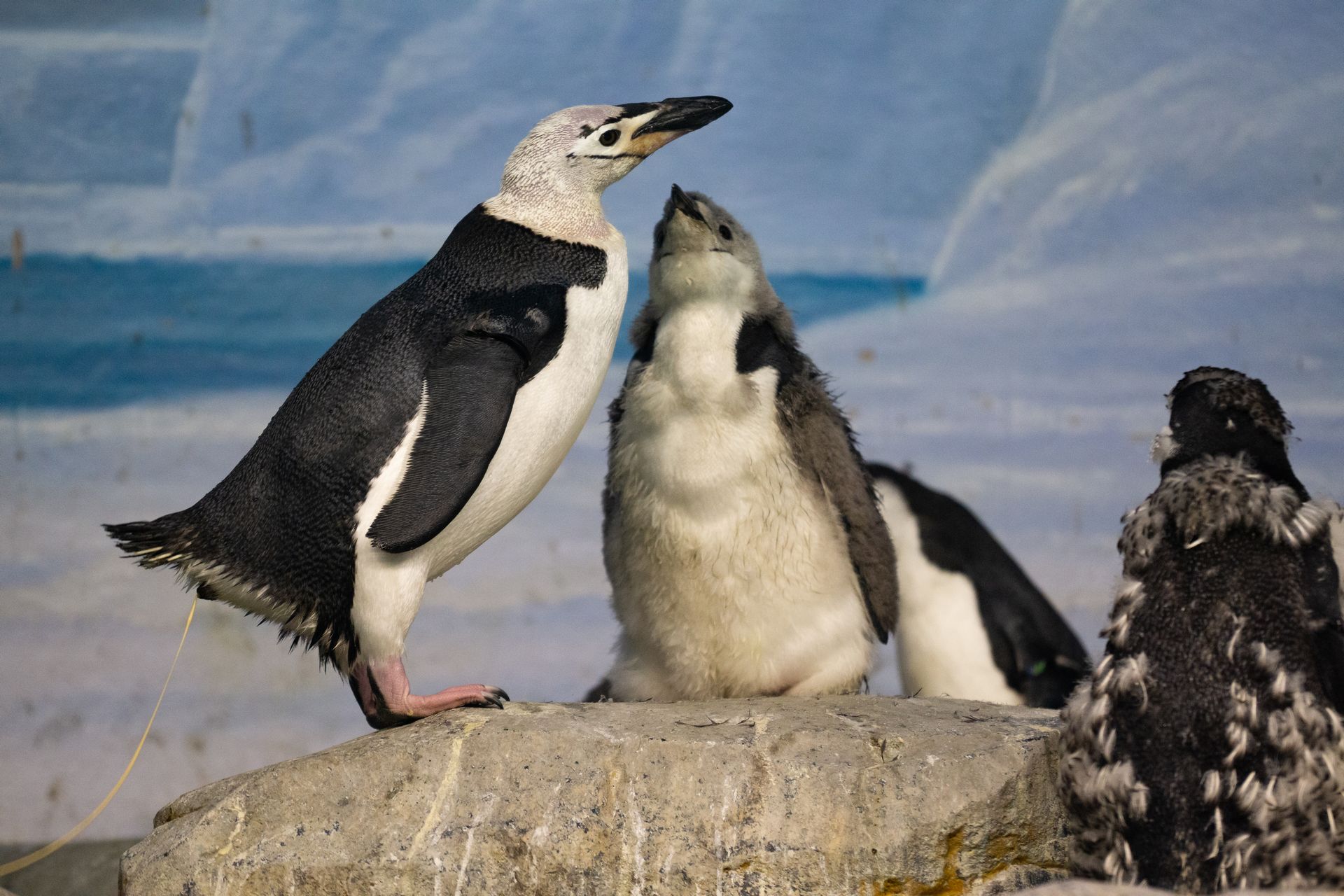 ヒゲペンギン