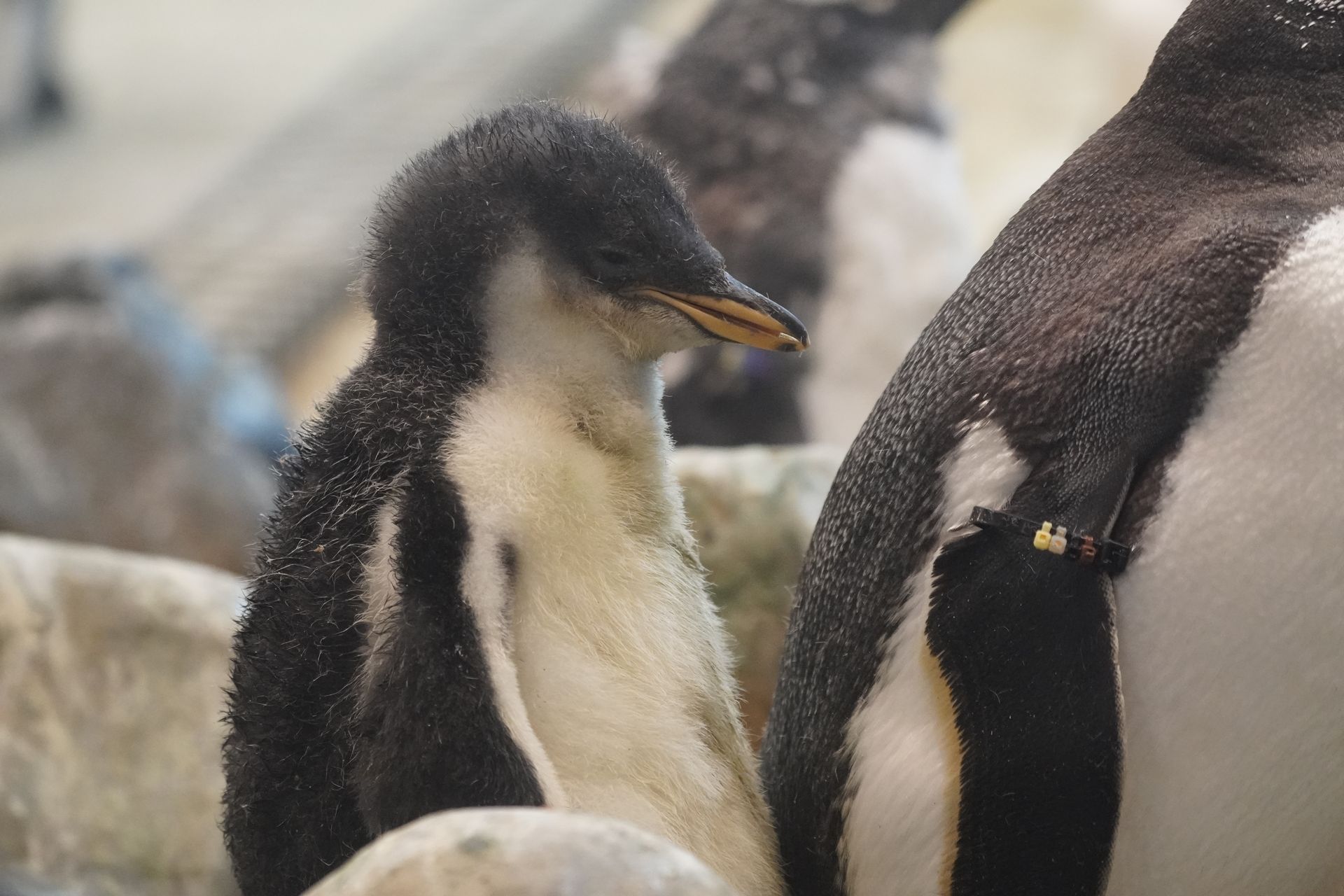 ペンギンの雛