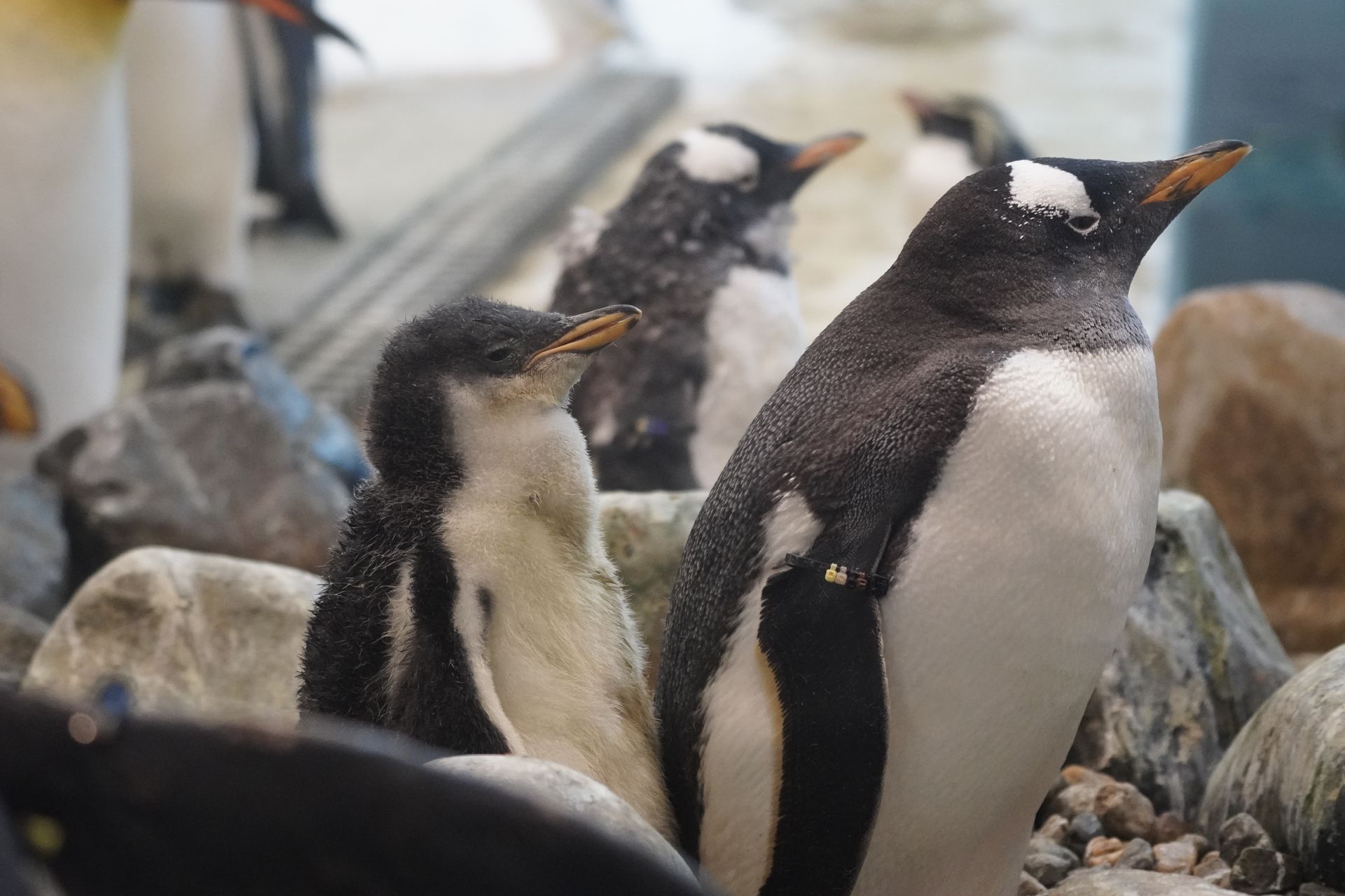 ペンギンの雛