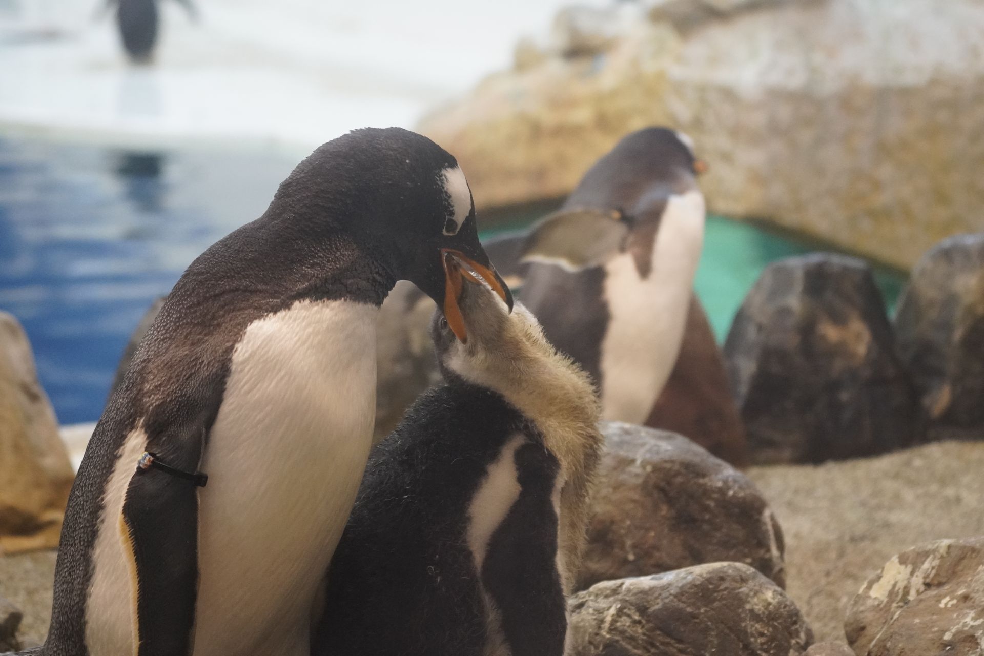 ペンギンの雛