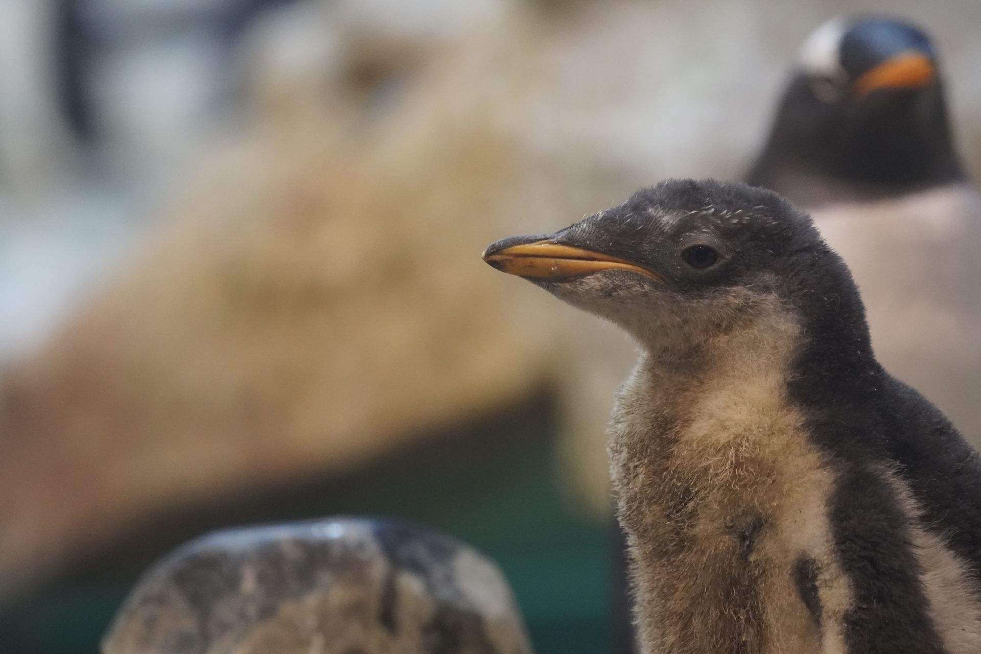 ペンギンの雛