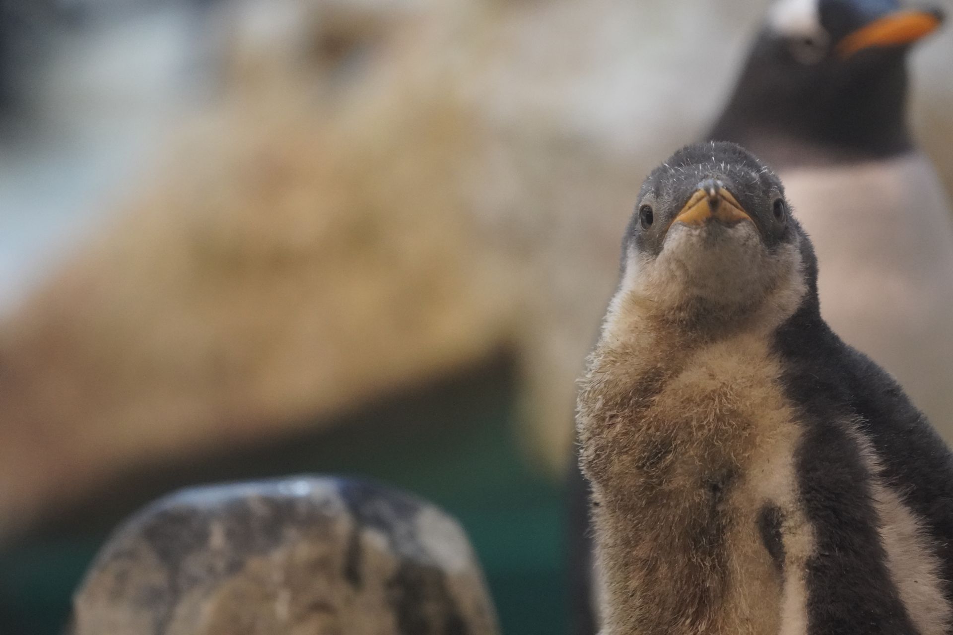 ペンギンの雛