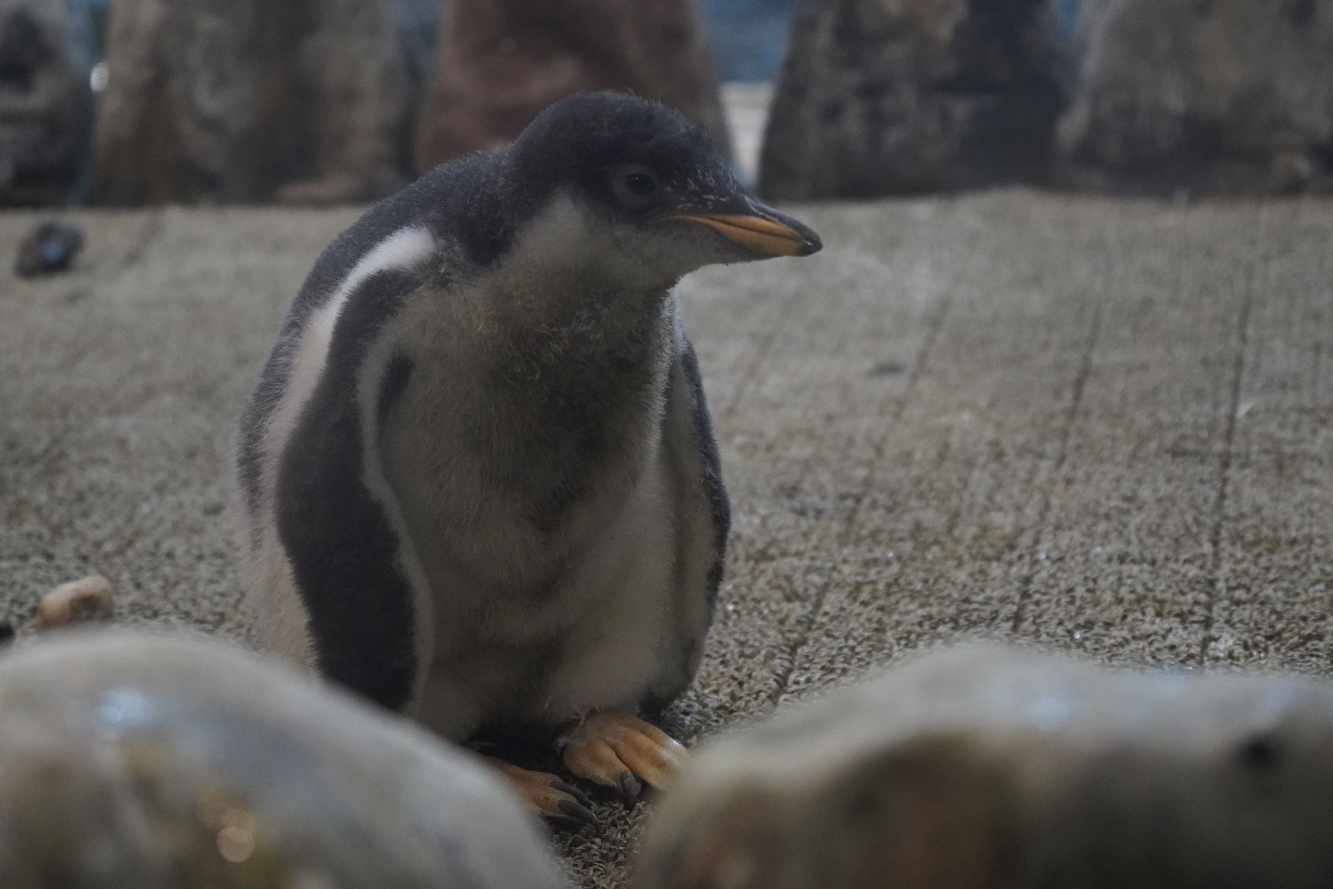 ペンギンの雛